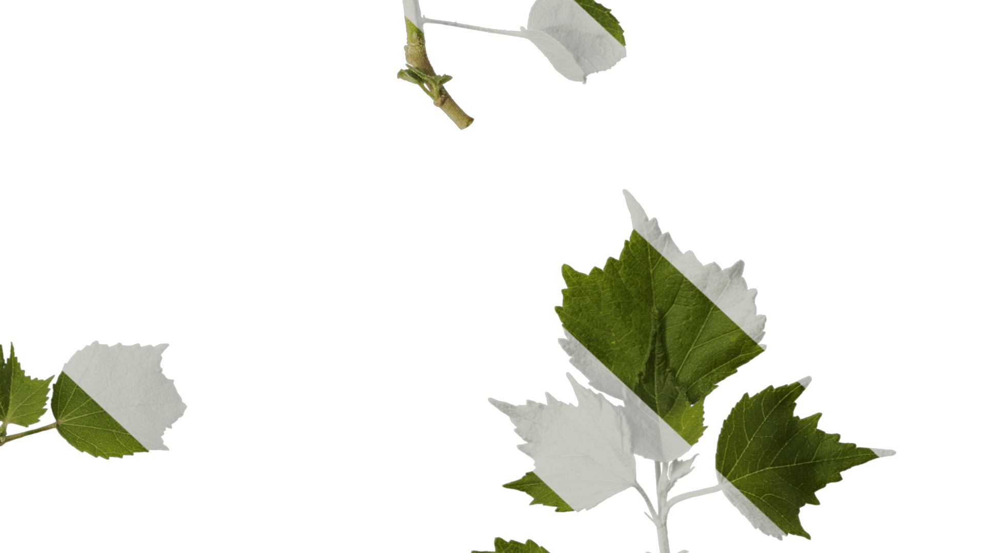 Hibiscus mutabilis Low-poly 3D model_15