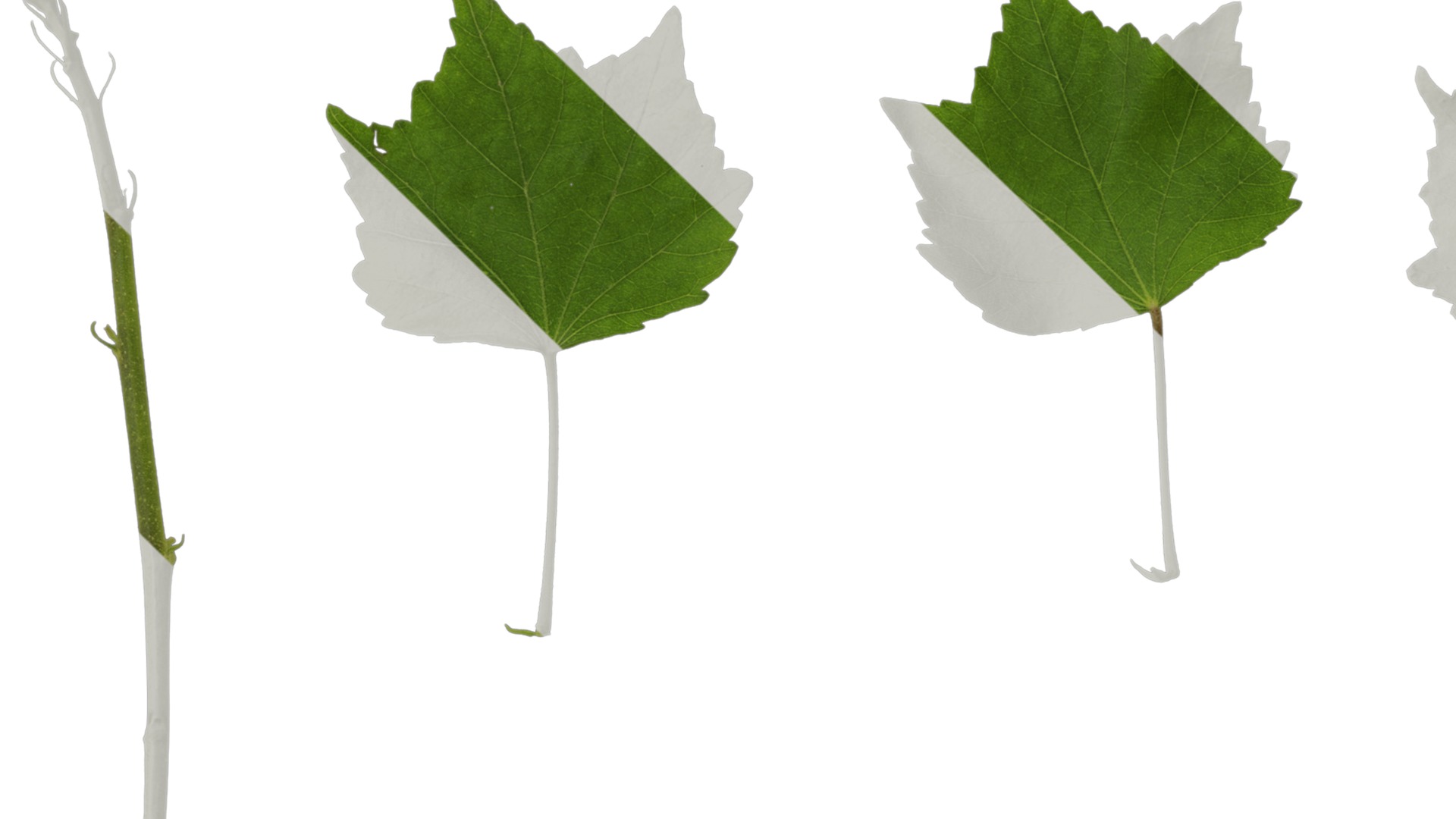 Hibiscus mutabilis Low-poly 3D model_55
