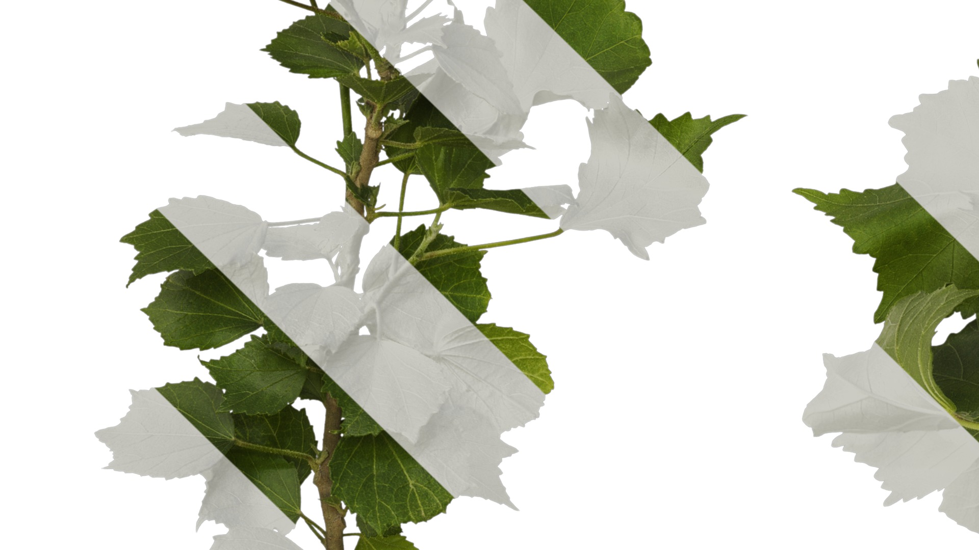 Hibiscus mutabilis Low-poly 3D model_4