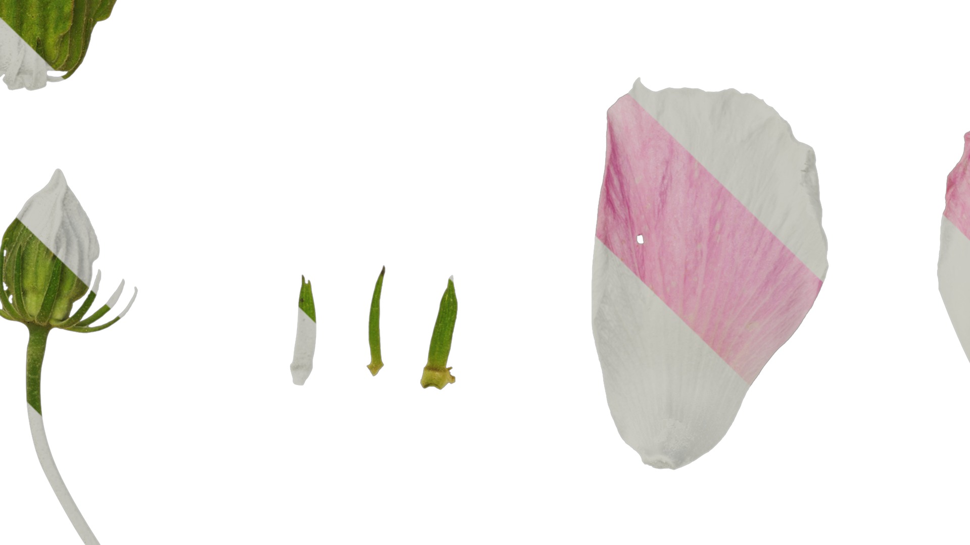 Hibiscus mutabilis Low-poly 3D model_42