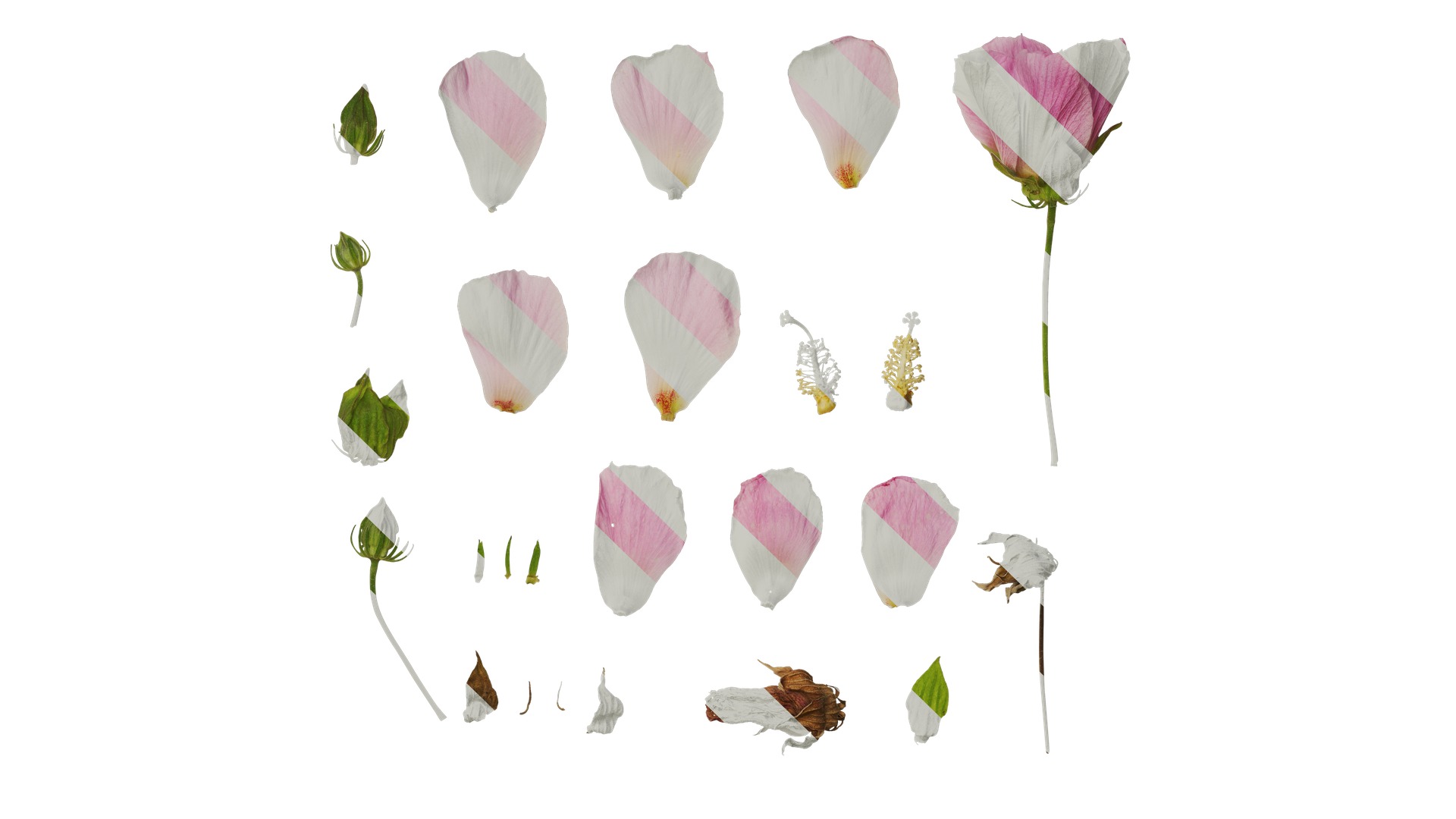 Hibiscus mutabilis Low-poly 3D model_37