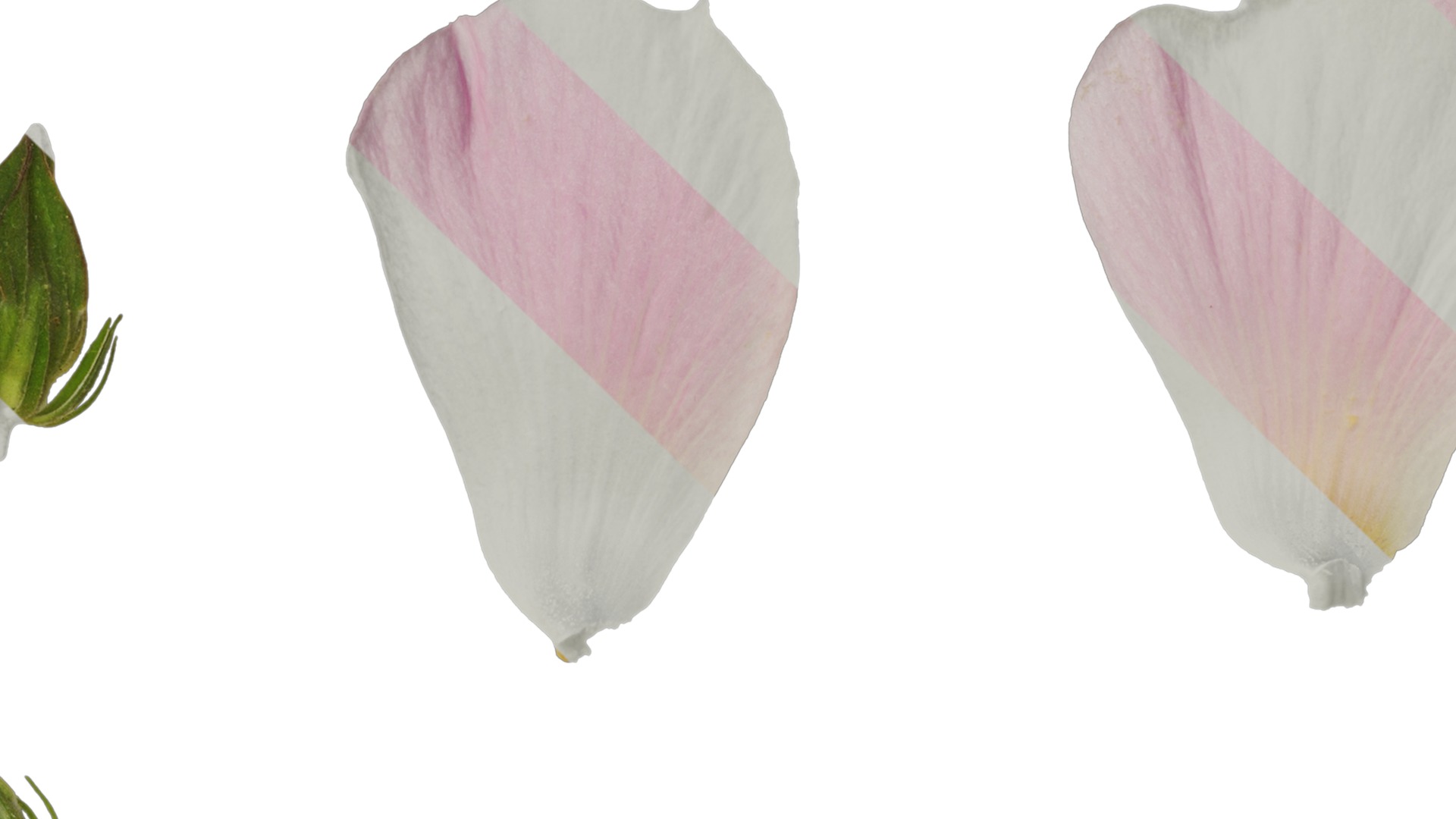 Hibiscus mutabilis Low-poly 3D model_38