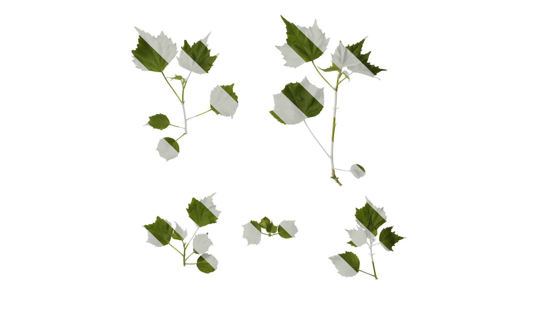 Hibiscus mutabilis Low-poly 3D model_9