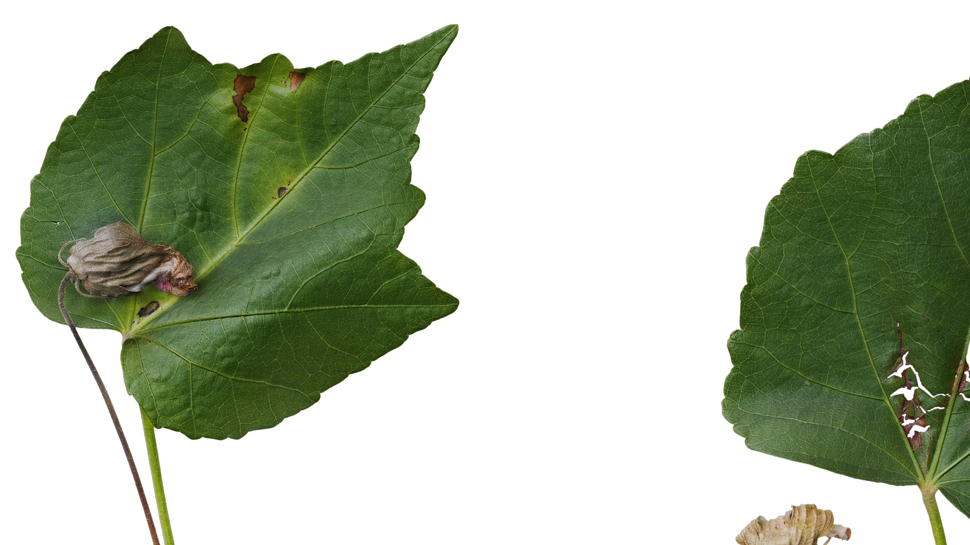 Hibiscus mutabilis Low-poly 3D model_18