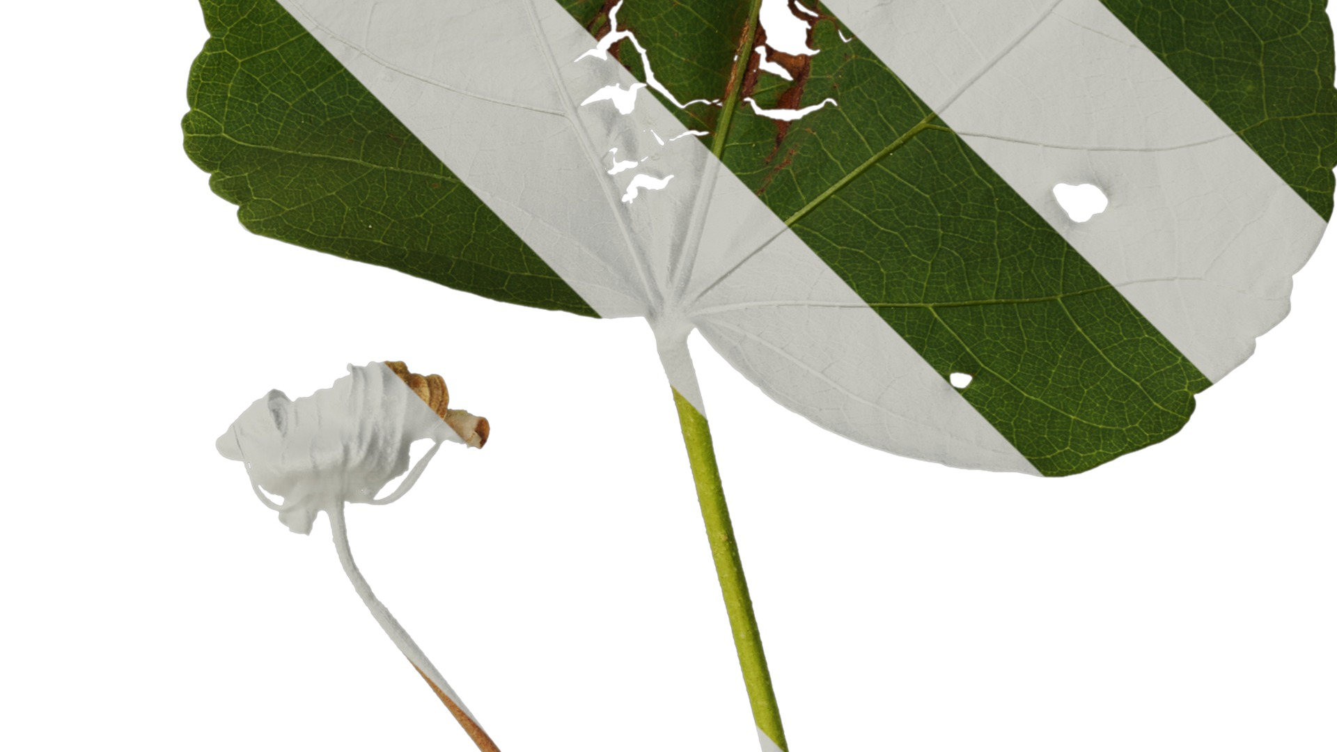 Hibiscus mutabilis Low-poly 3D model_23