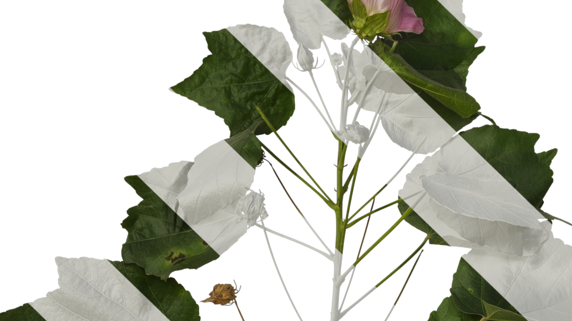 Hibiscus mutabilis Low-poly 3D model_27