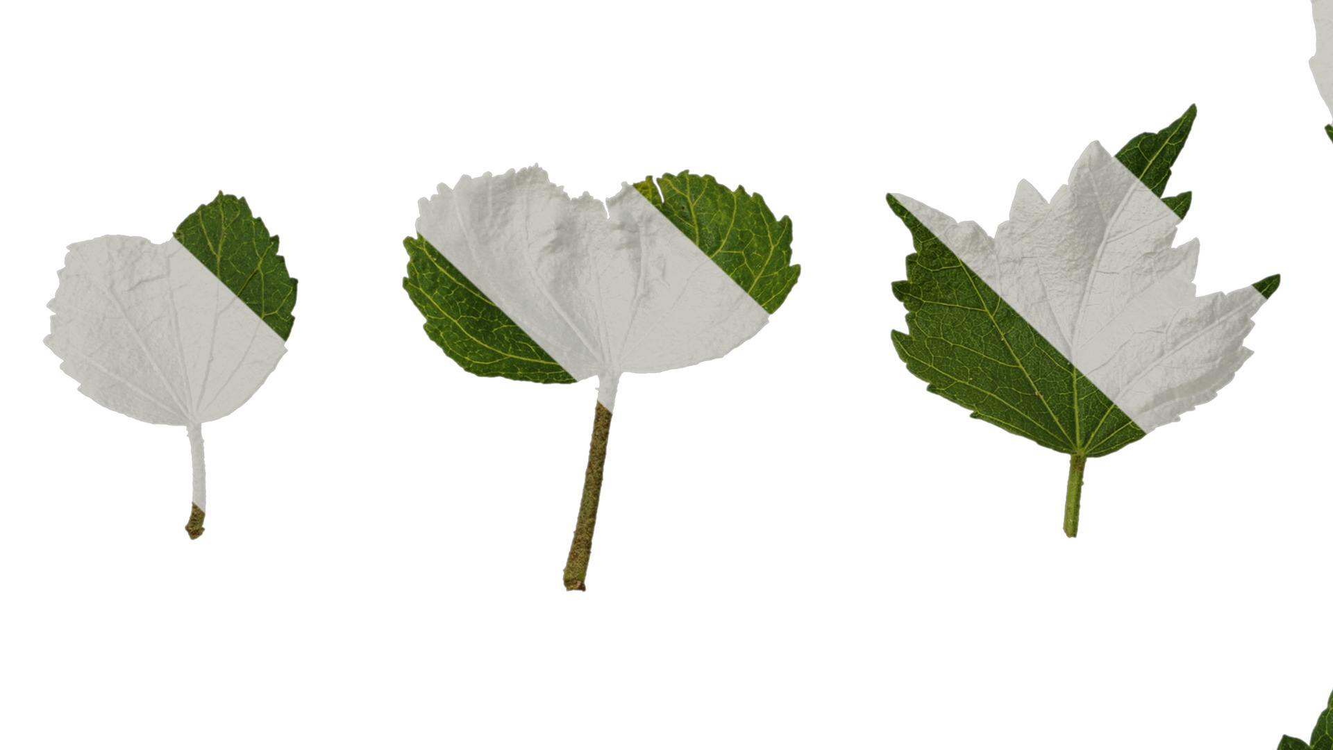 Hibiscus mutabilis Low-poly 3D model_53