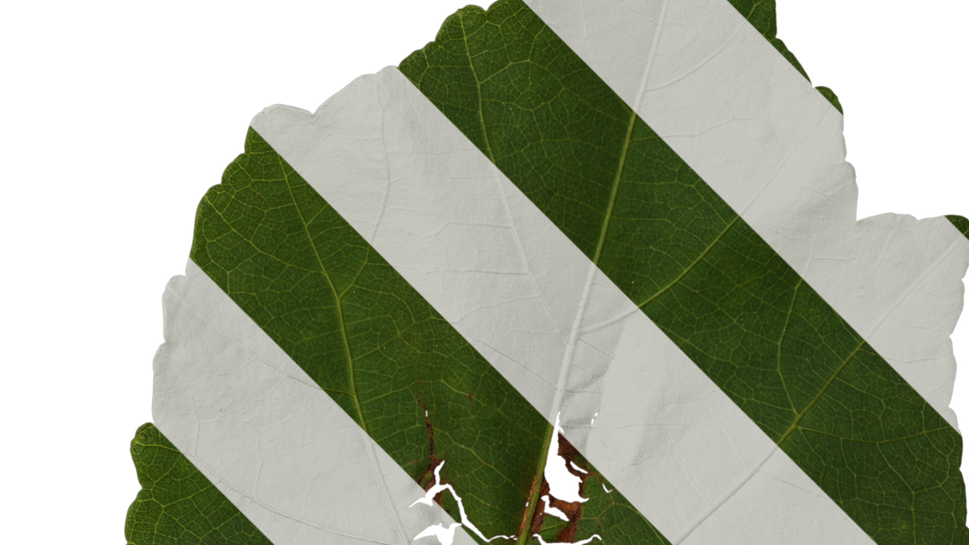 Hibiscus mutabilis Low-poly 3D model_21