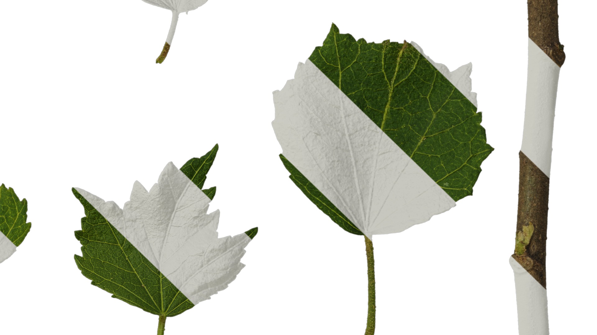 Hibiscus mutabilis Low-poly 3D model_50