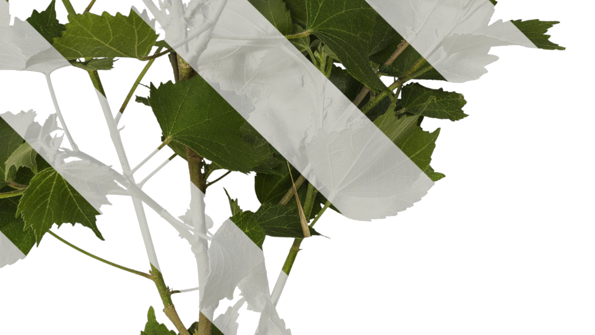 Hibiscus mutabilis Low-poly 3D model_5