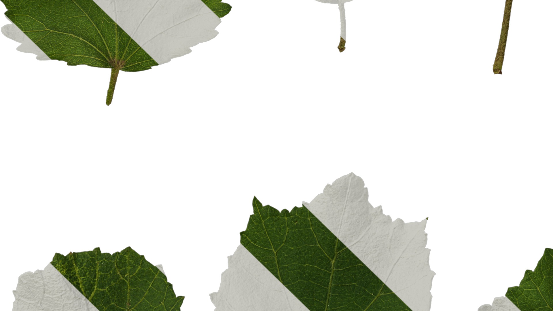 Hibiscus mutabilis Low-poly 3D model_51