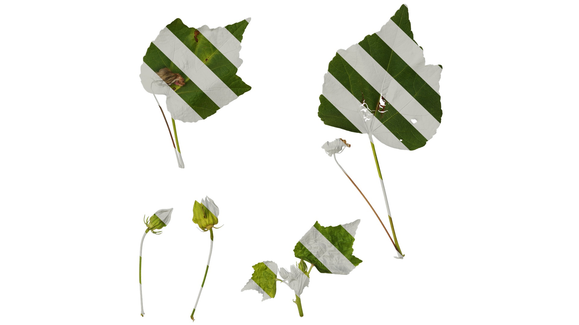 Hibiscus mutabilis Low-poly 3D model_19