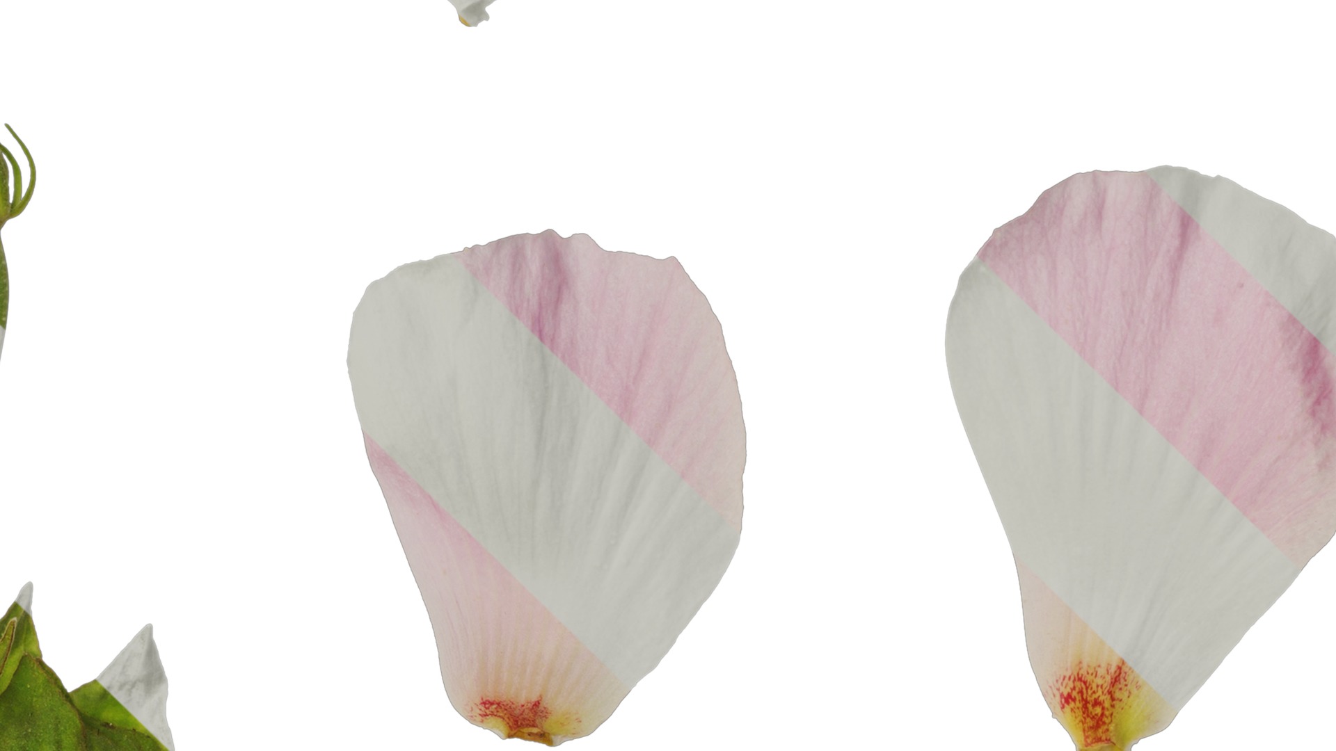 Hibiscus mutabilis Low-poly 3D model_40