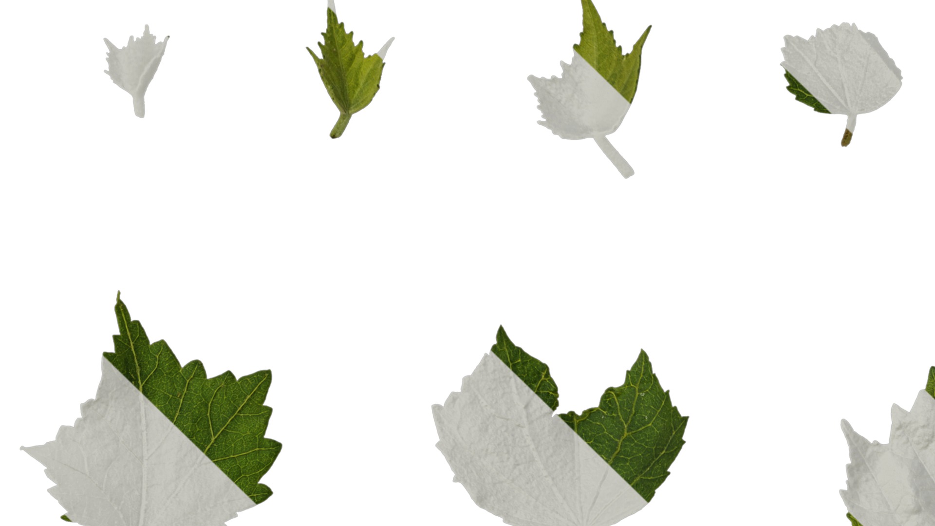 Hibiscus mutabilis Low-poly 3D model_47