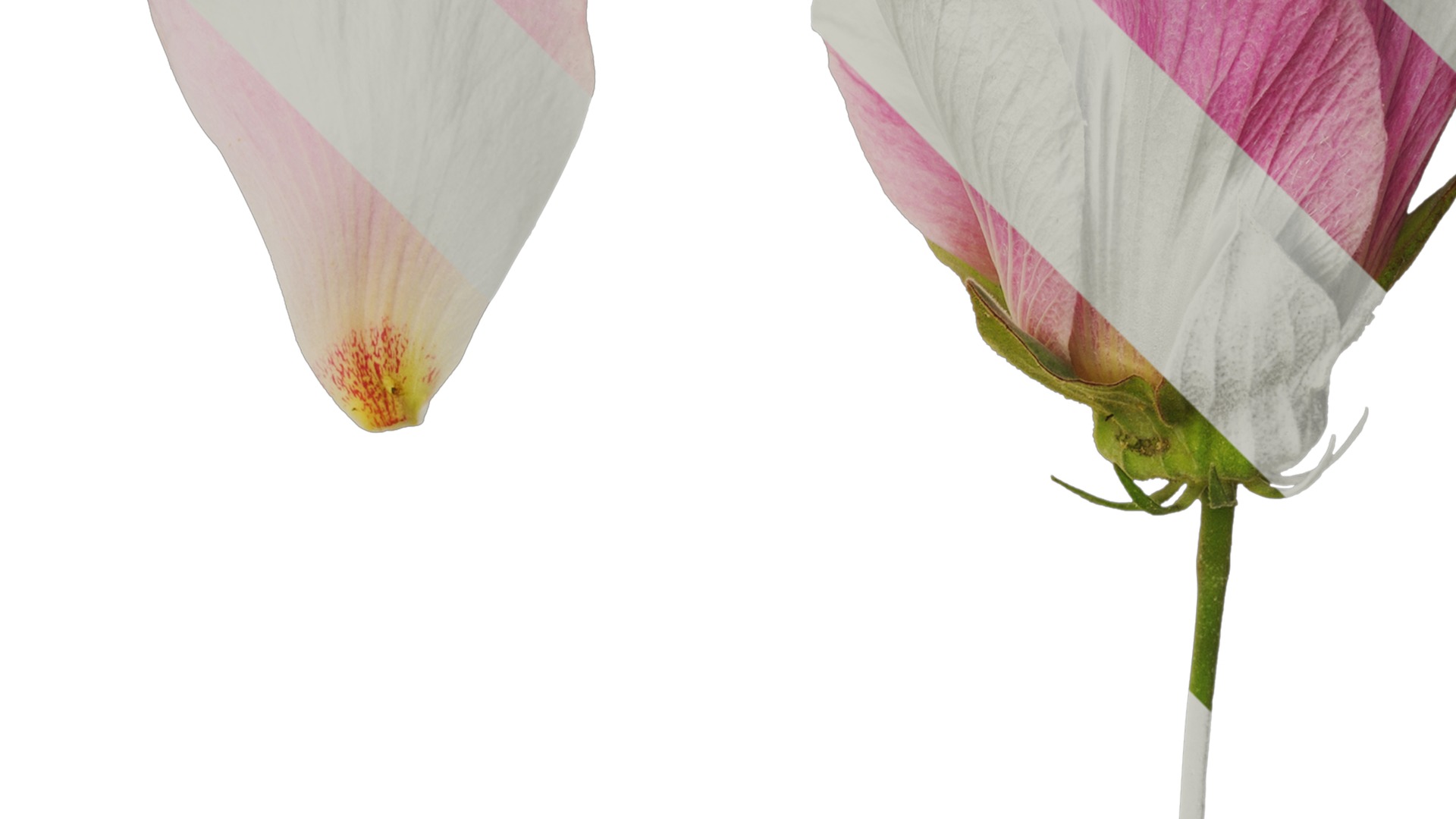 Hibiscus mutabilis Low-poly 3D model_39