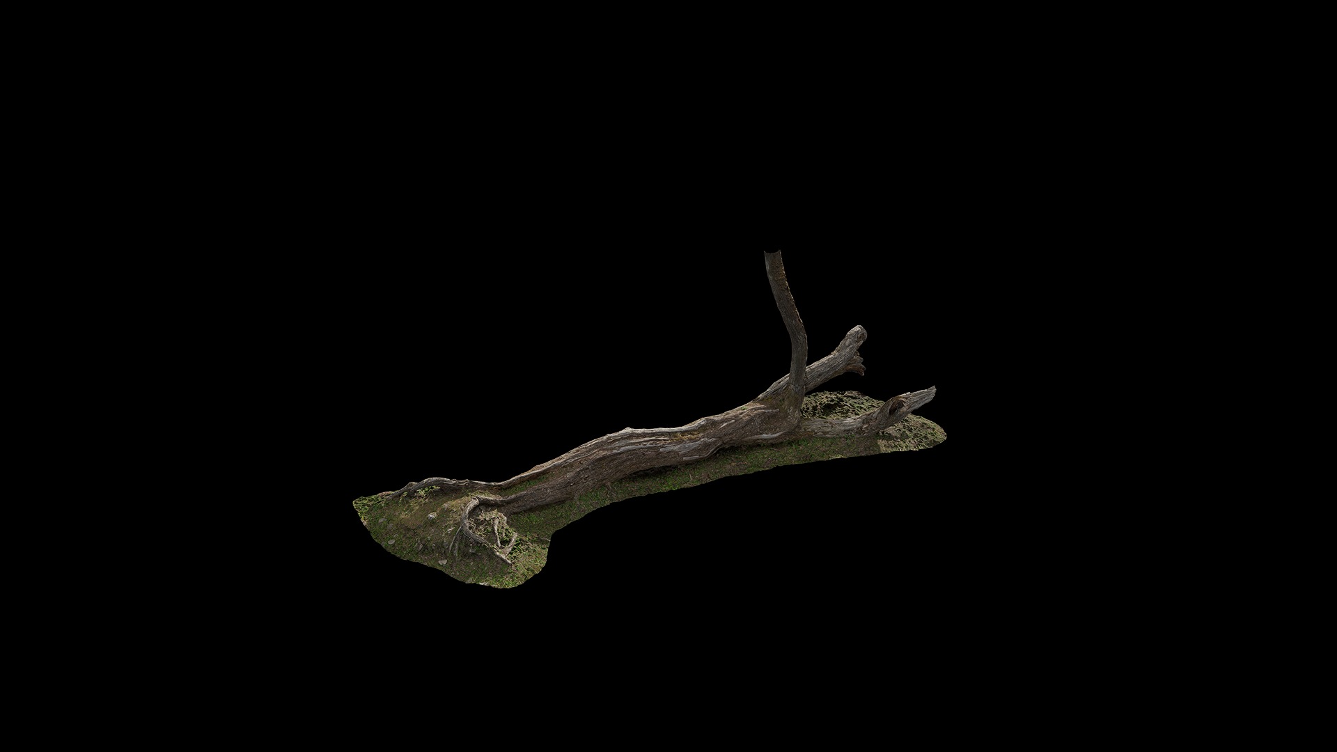 Hippophae rhamnoides Low-poly 3D model_36