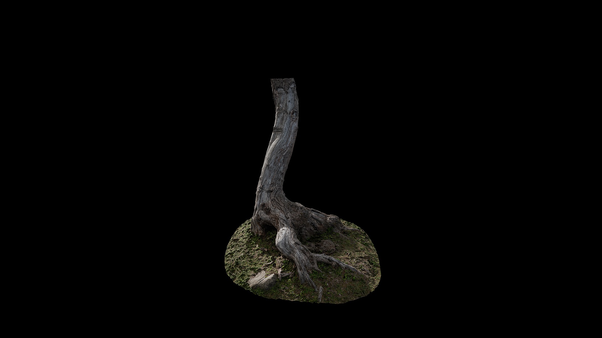 Hippophae rhamnoides Low-poly 3D model_18