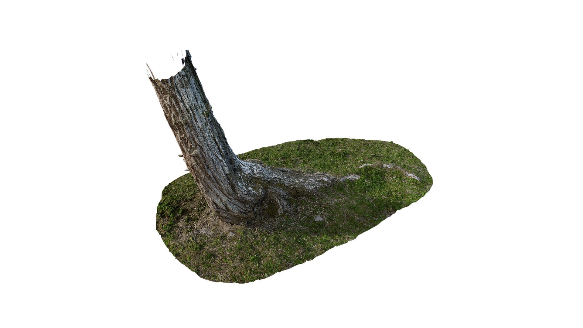 Hippophae rhamnoides Low-poly 3D model_22