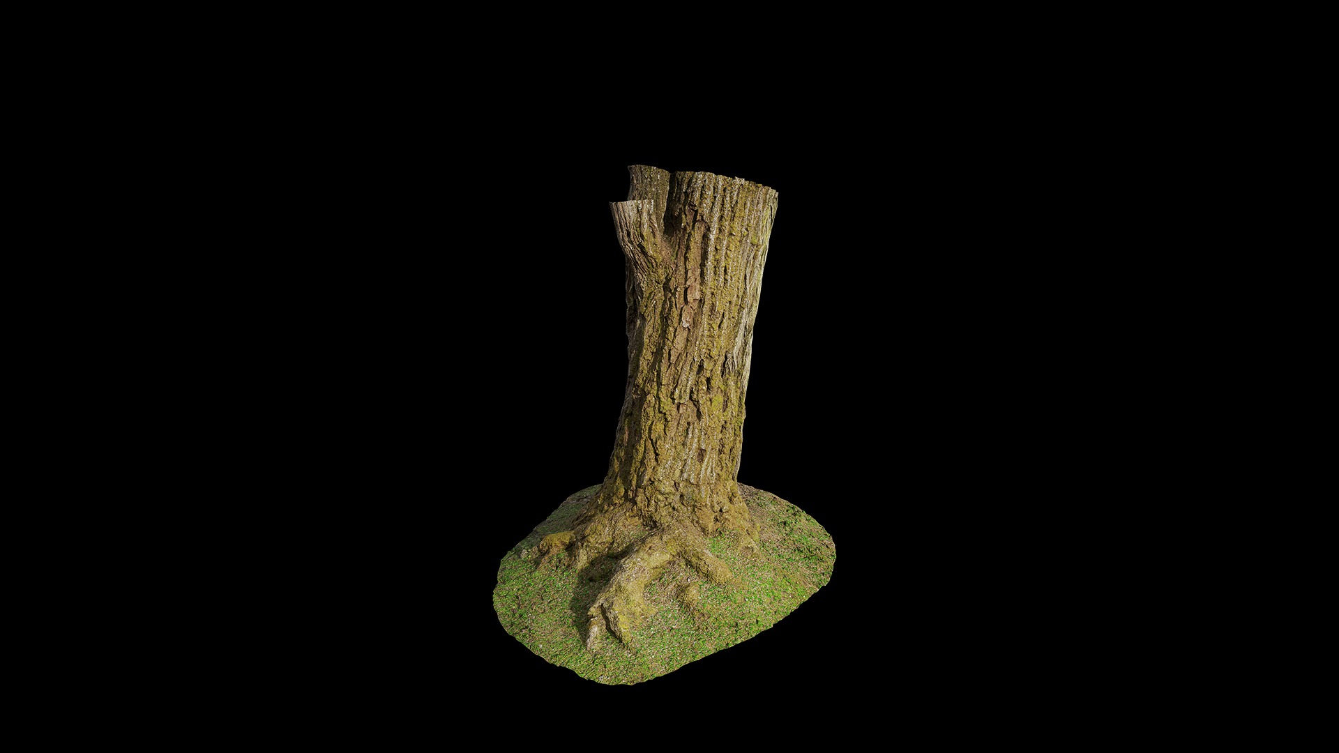 Hippophae rhamnoides Low-poly 3D model_28