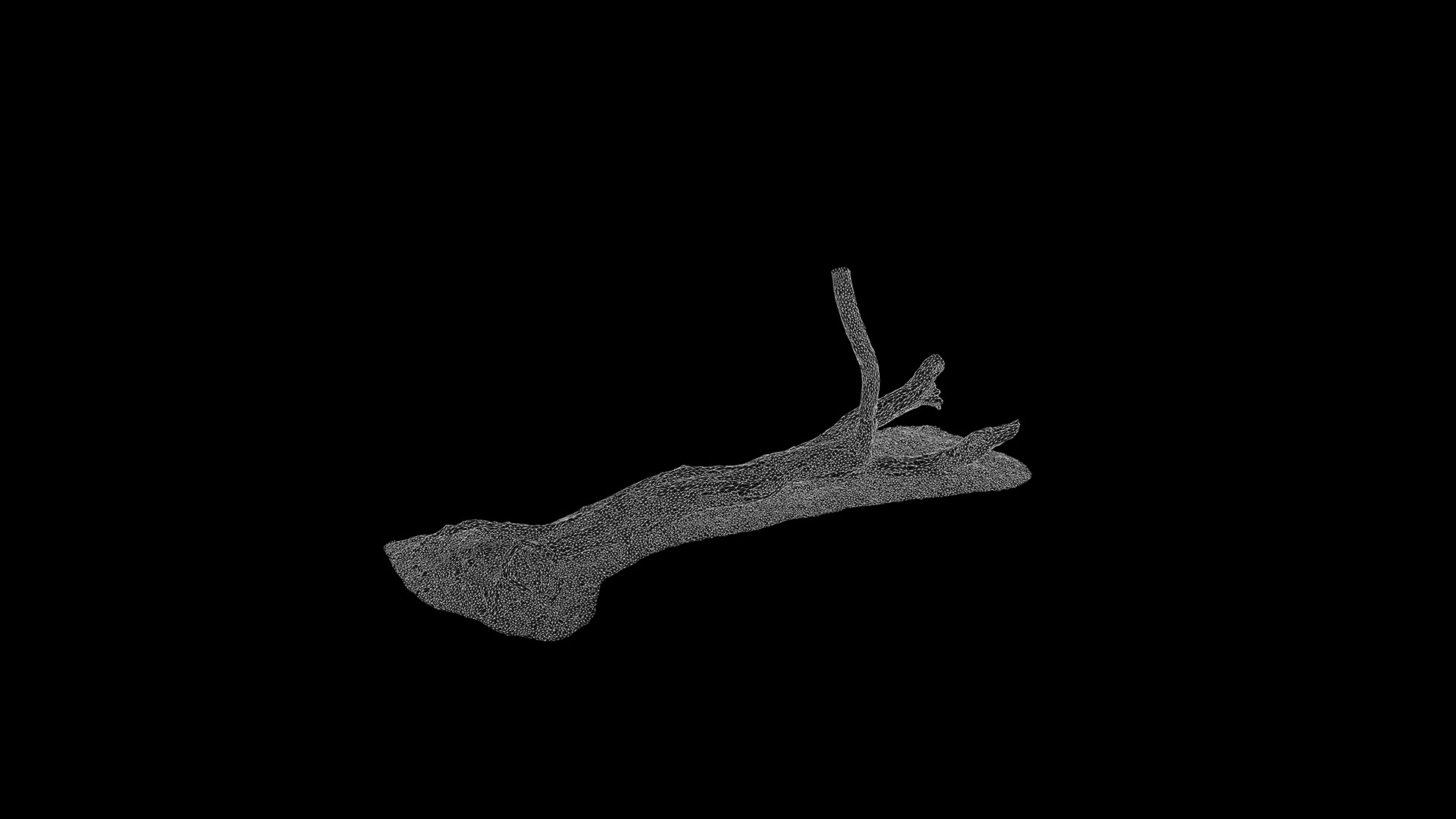 Hippophae rhamnoides Low-poly 3D model_37