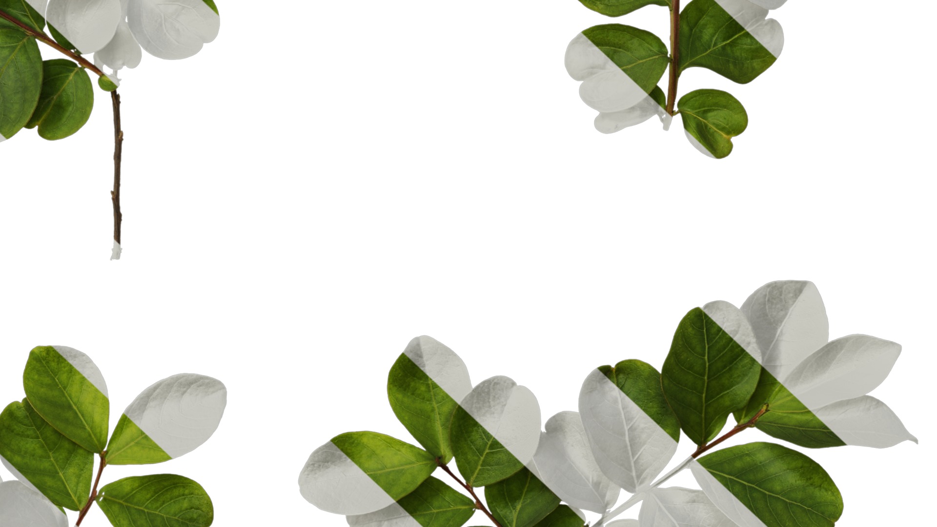 Lagerstroemia indica Low-poly 3D model_45