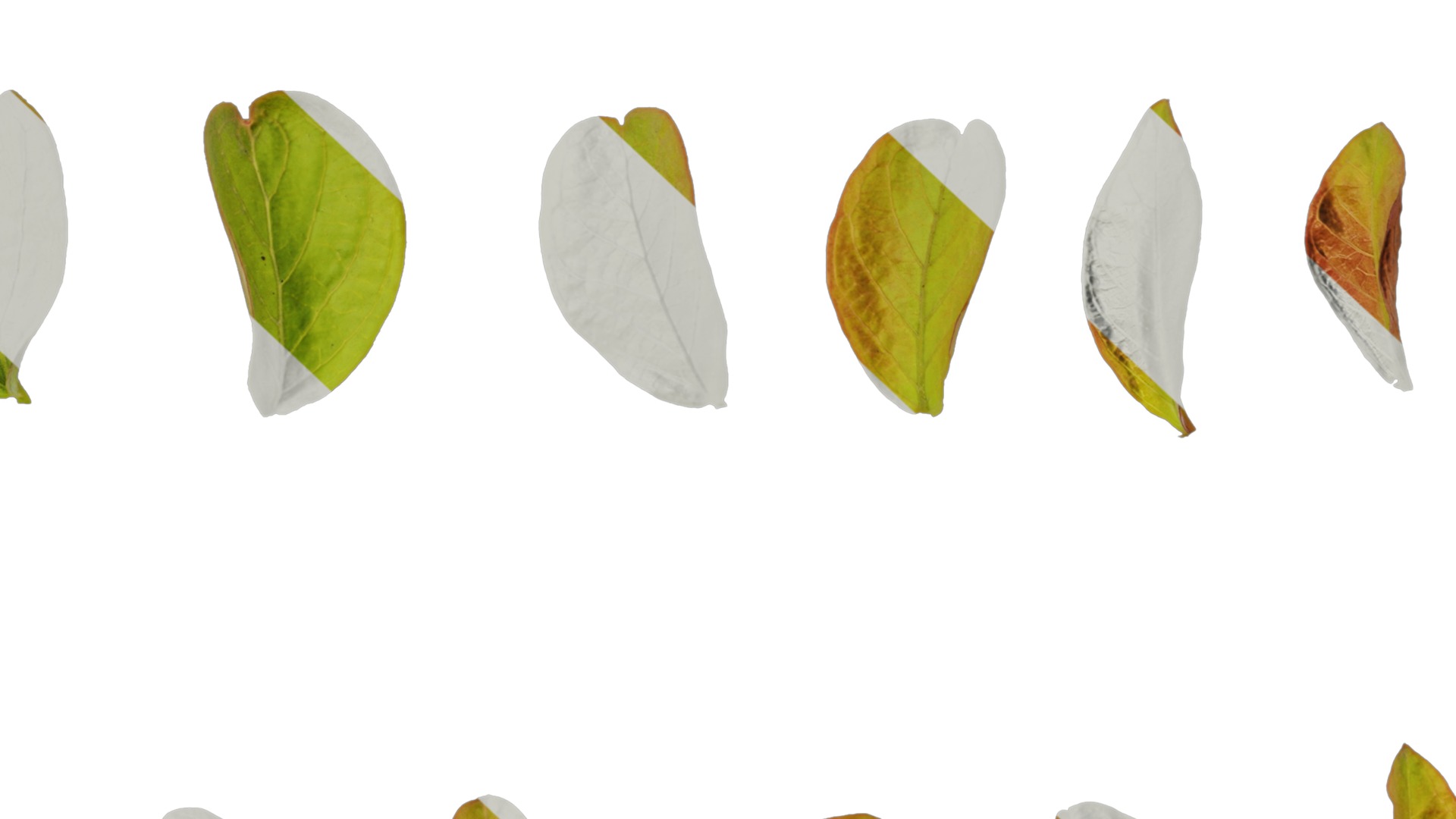 Lagerstroemia indica Low-poly 3D model_9