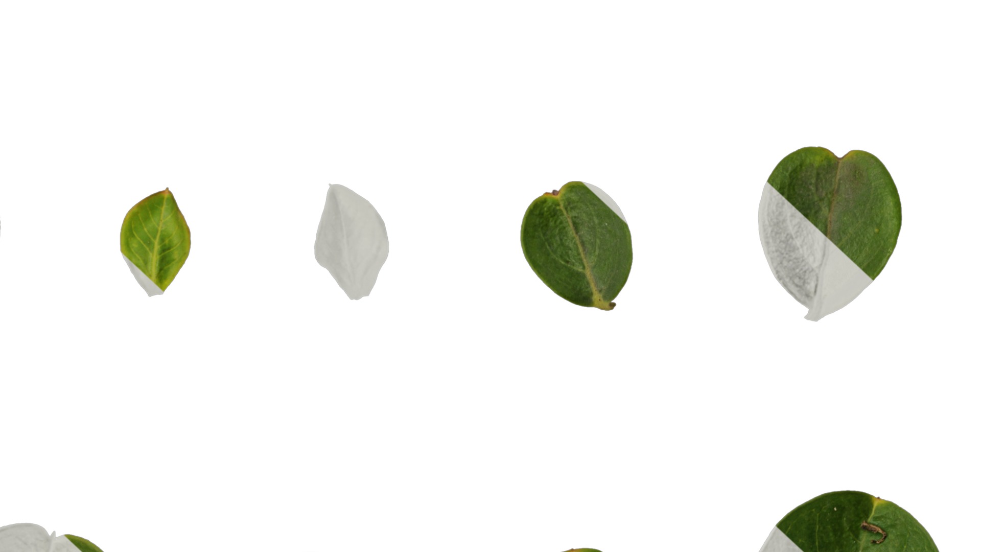 Lagerstroemia indica Low-poly 3D model_98