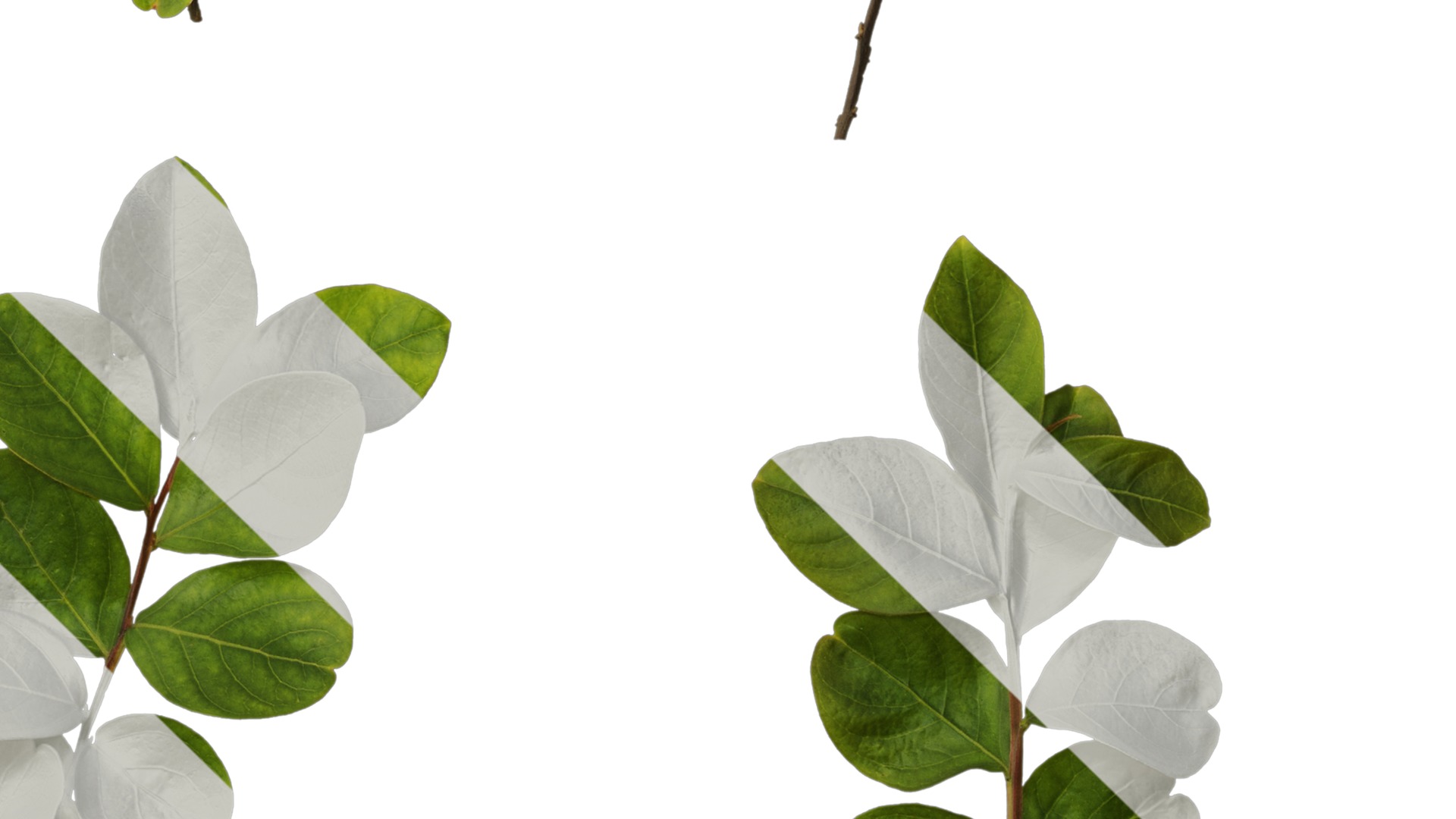 Lagerstroemia indica Low-poly 3D model_43