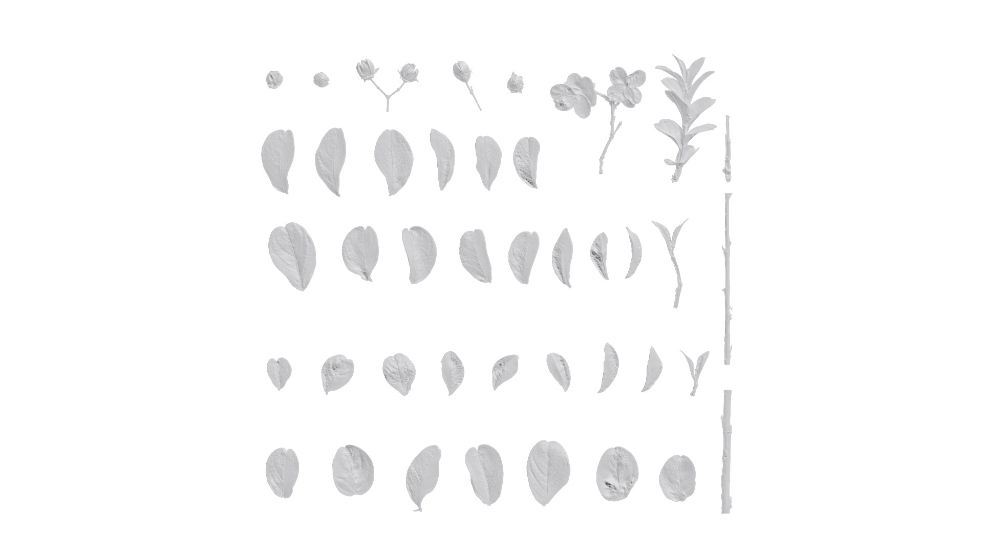 Lagerstroemia indica Low-poly 3D model_1