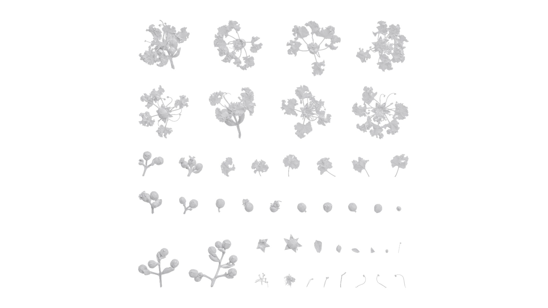 Lagerstroemia indica Low-poly 3D model_62