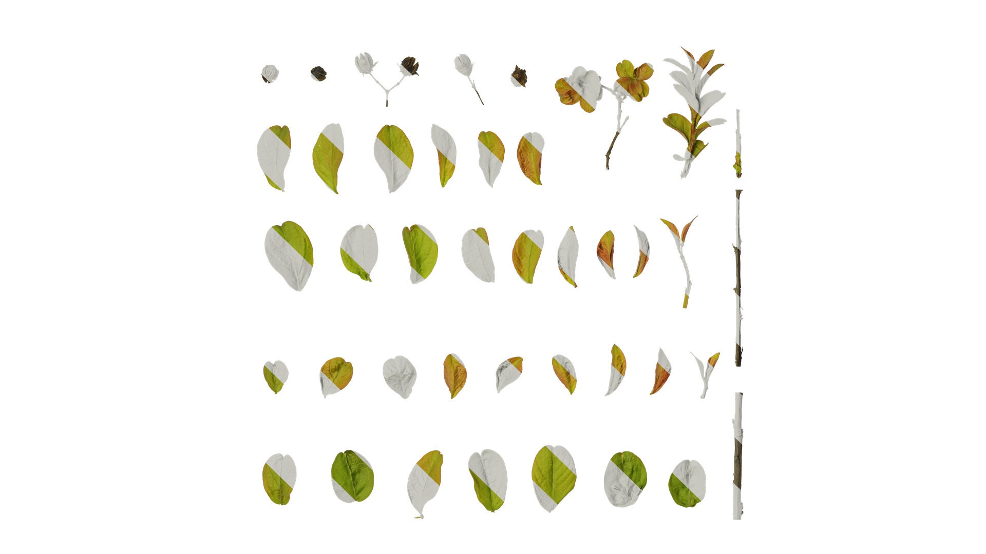 Lagerstroemia indica Low-poly 3D model_2