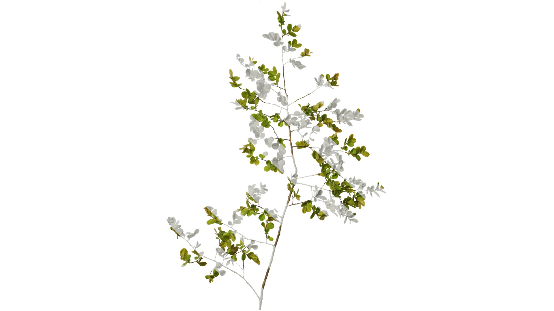 Lagerstroemia indica Low-poly 3D model_48