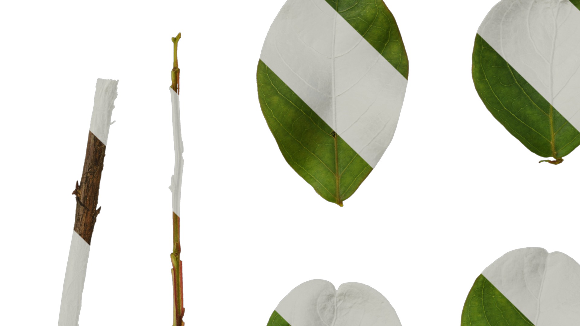 Lagerstroemia indica Low-poly 3D model_102