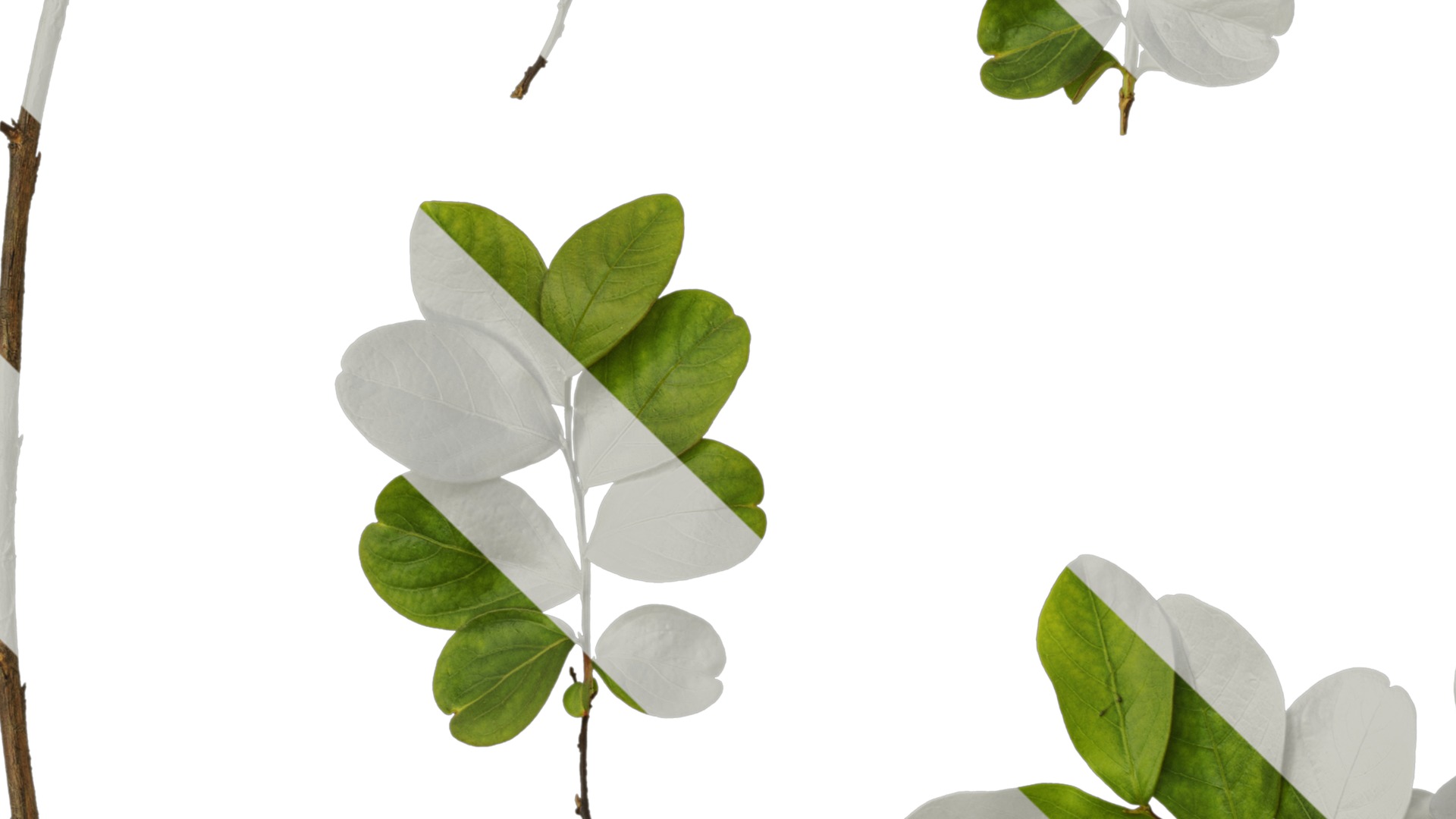 Lagerstroemia indica Low-poly 3D model_42