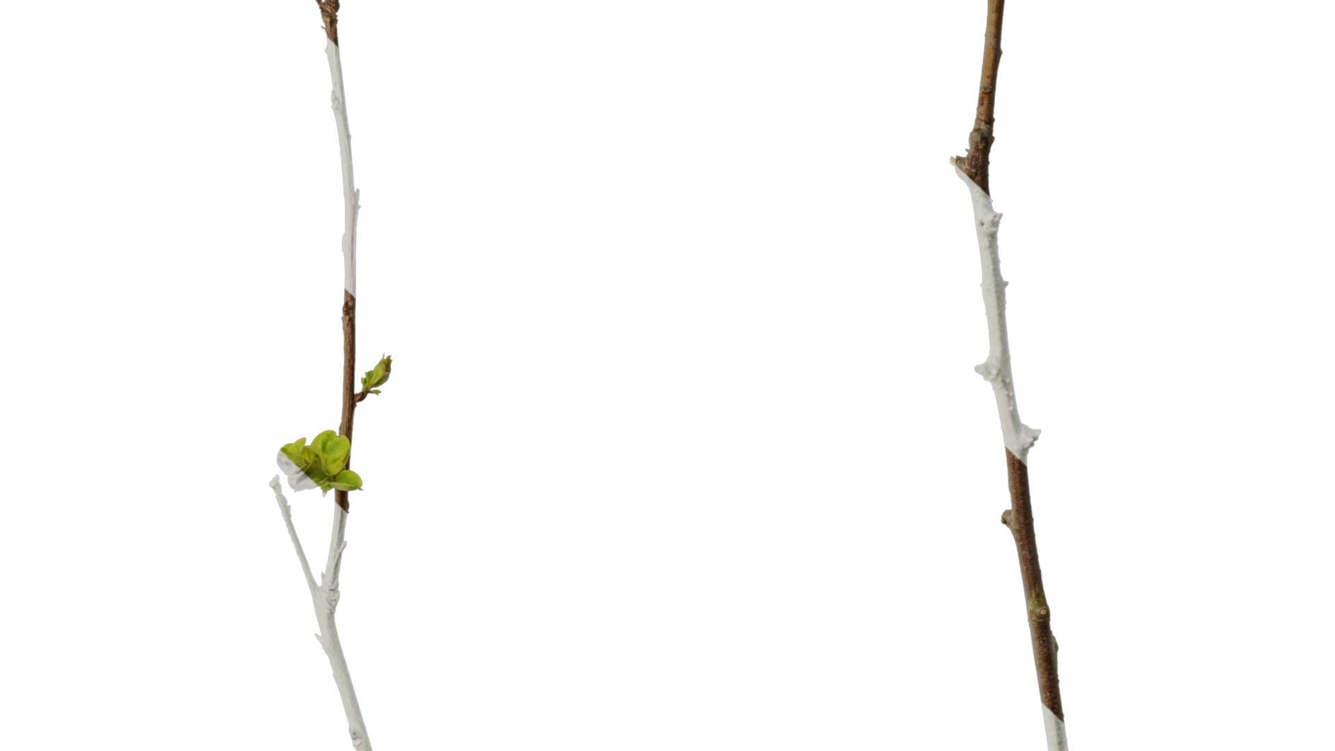 Lagerstroemia indica Low-poly 3D model_26