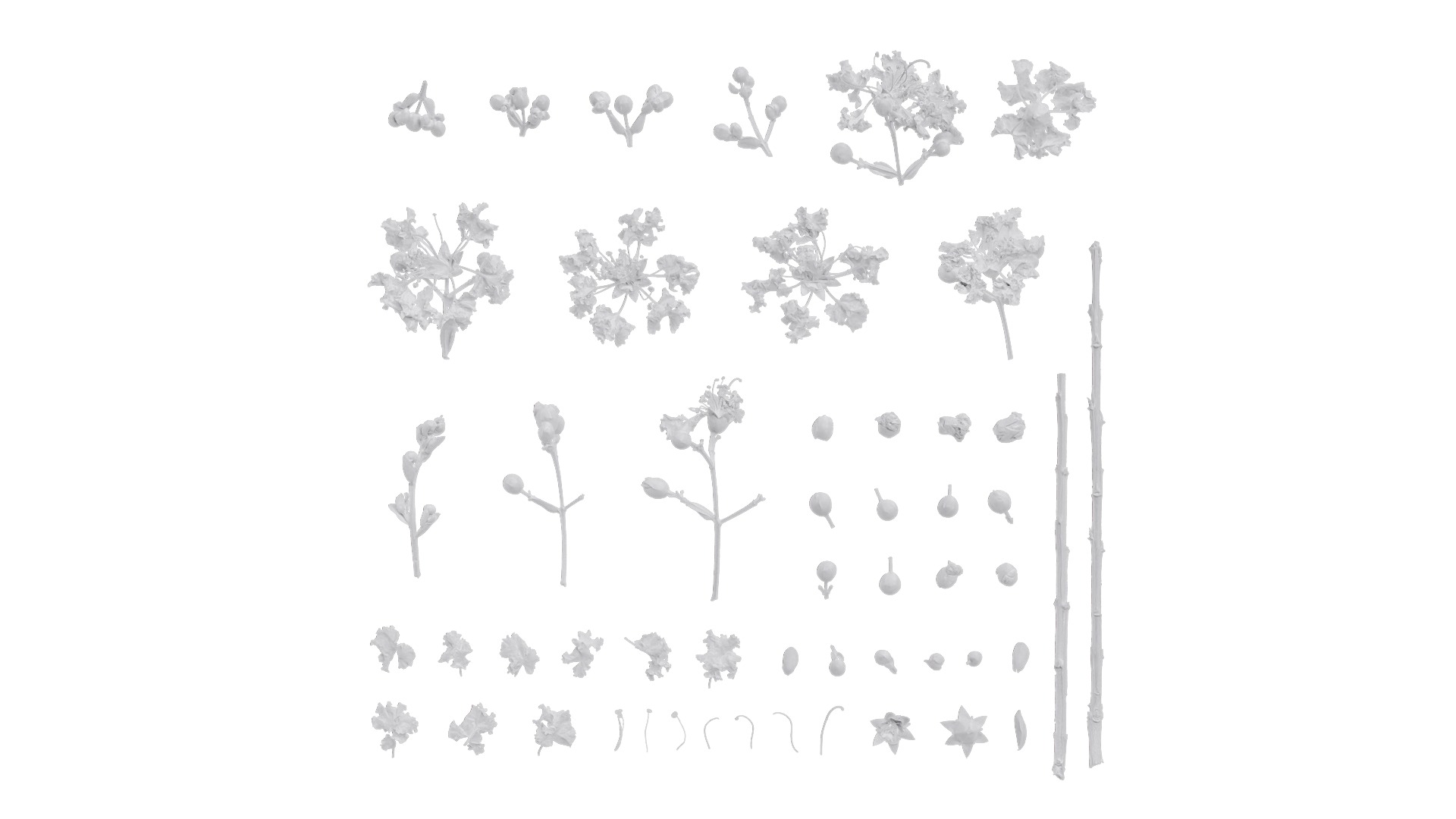 Lagerstroemia indica Low-poly 3D model_10
