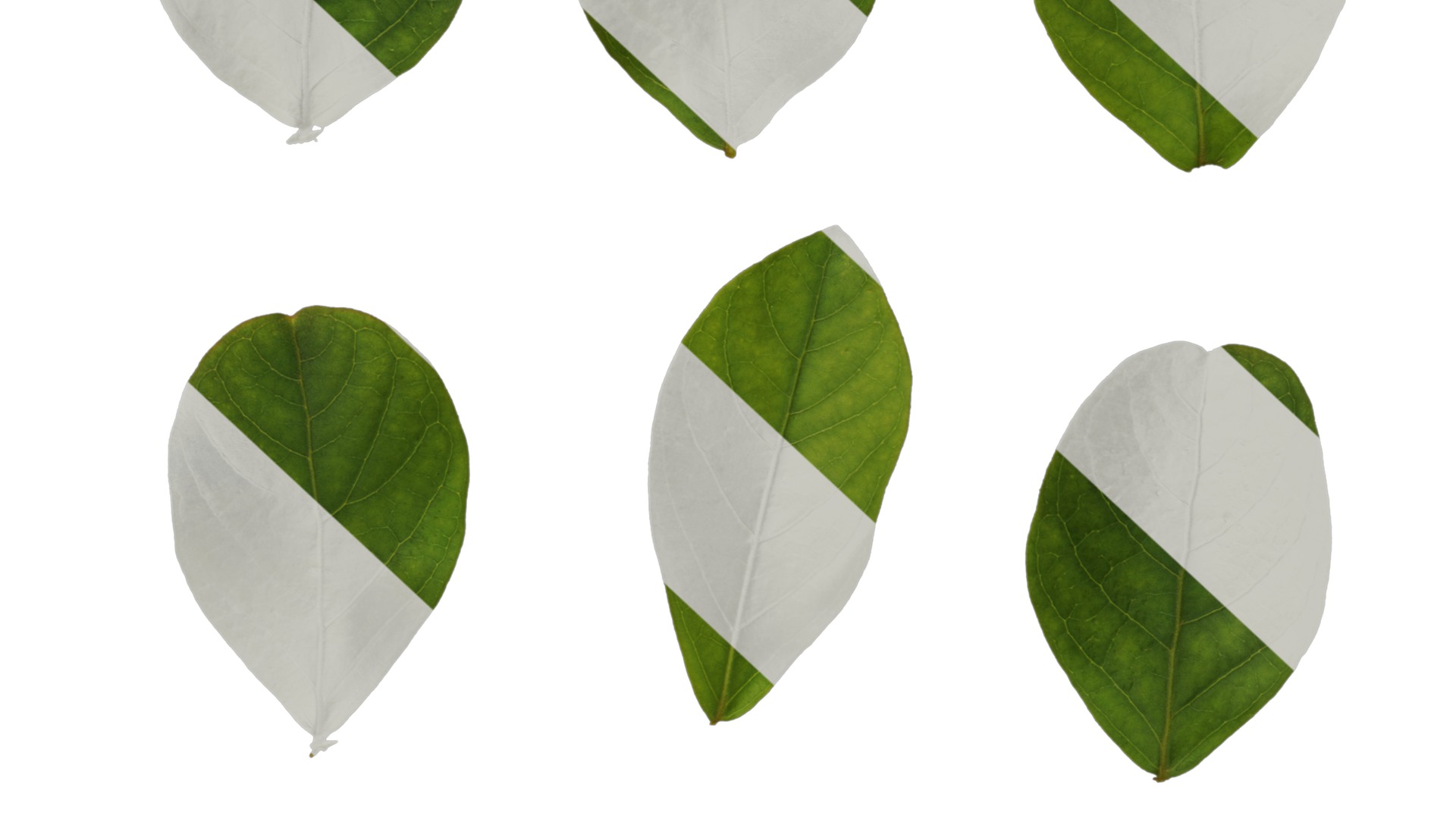 Lagerstroemia indica Low-poly 3D model_107