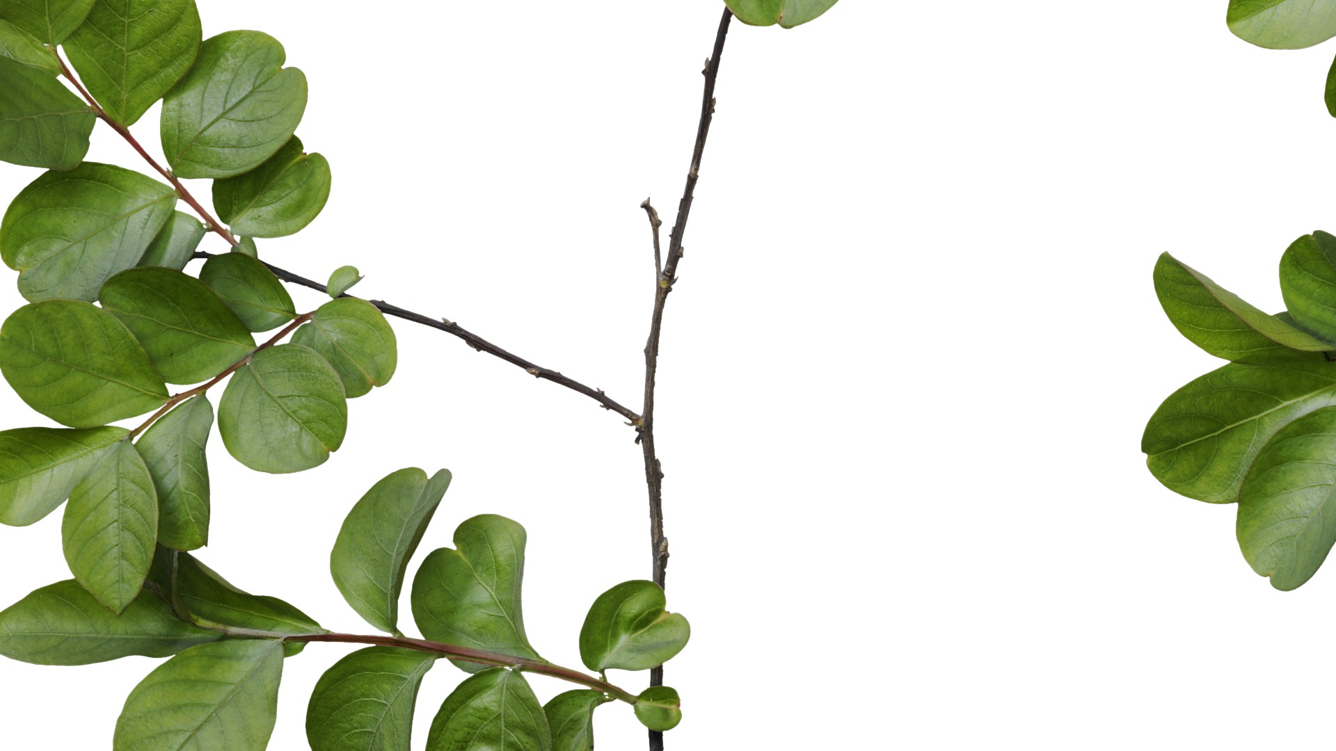 Lagerstroemia indica Low-poly 3D model_28