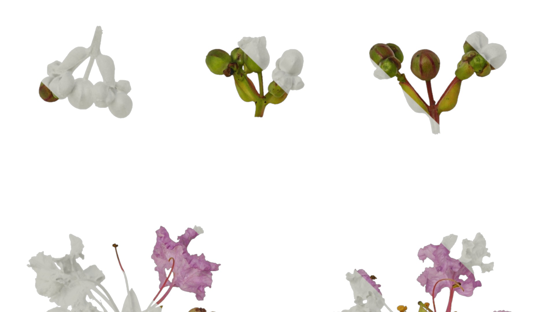 Lagerstroemia indica Low-poly 3D model_12