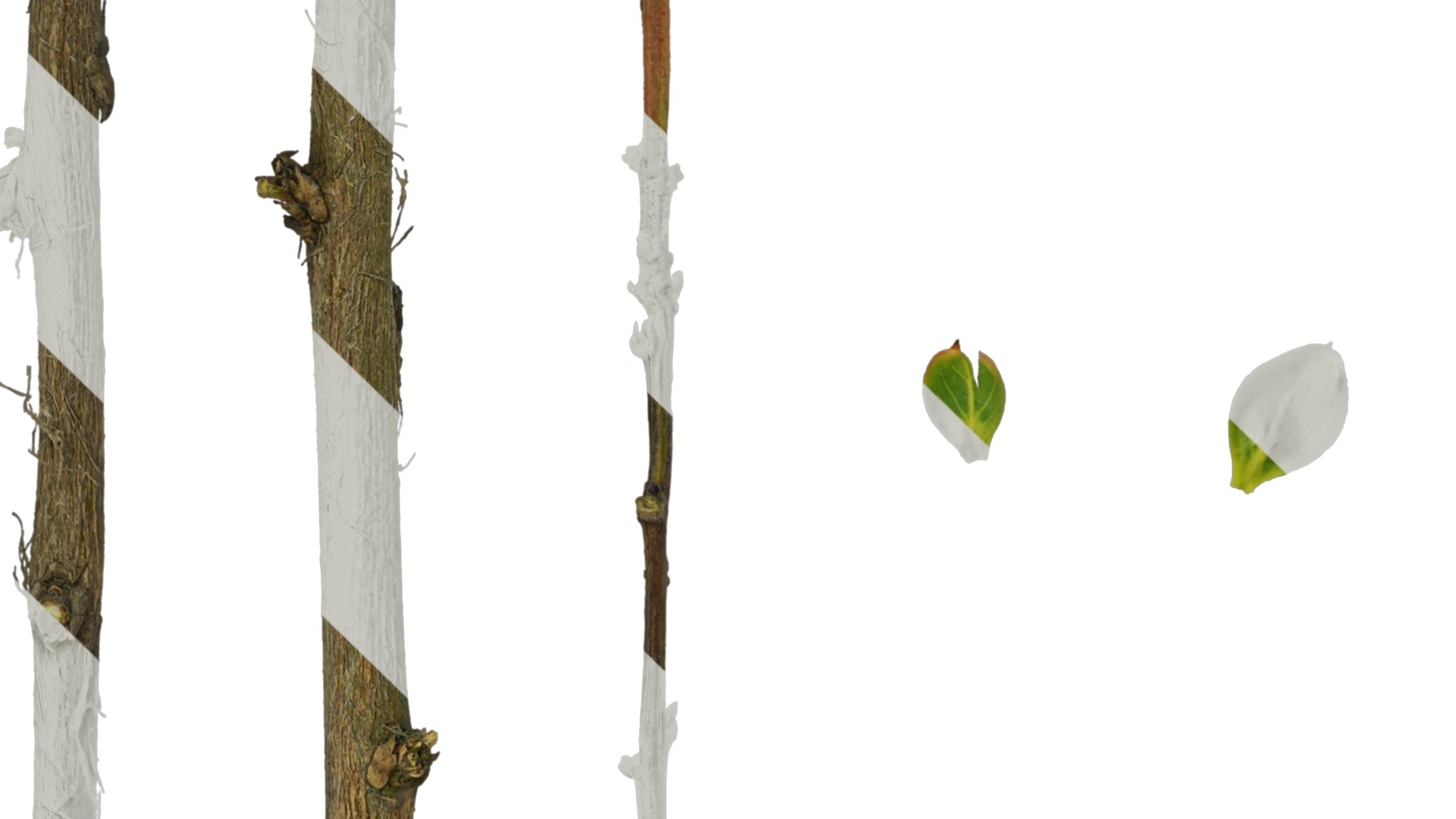 Lagerstroemia indica Low-poly 3D model_97