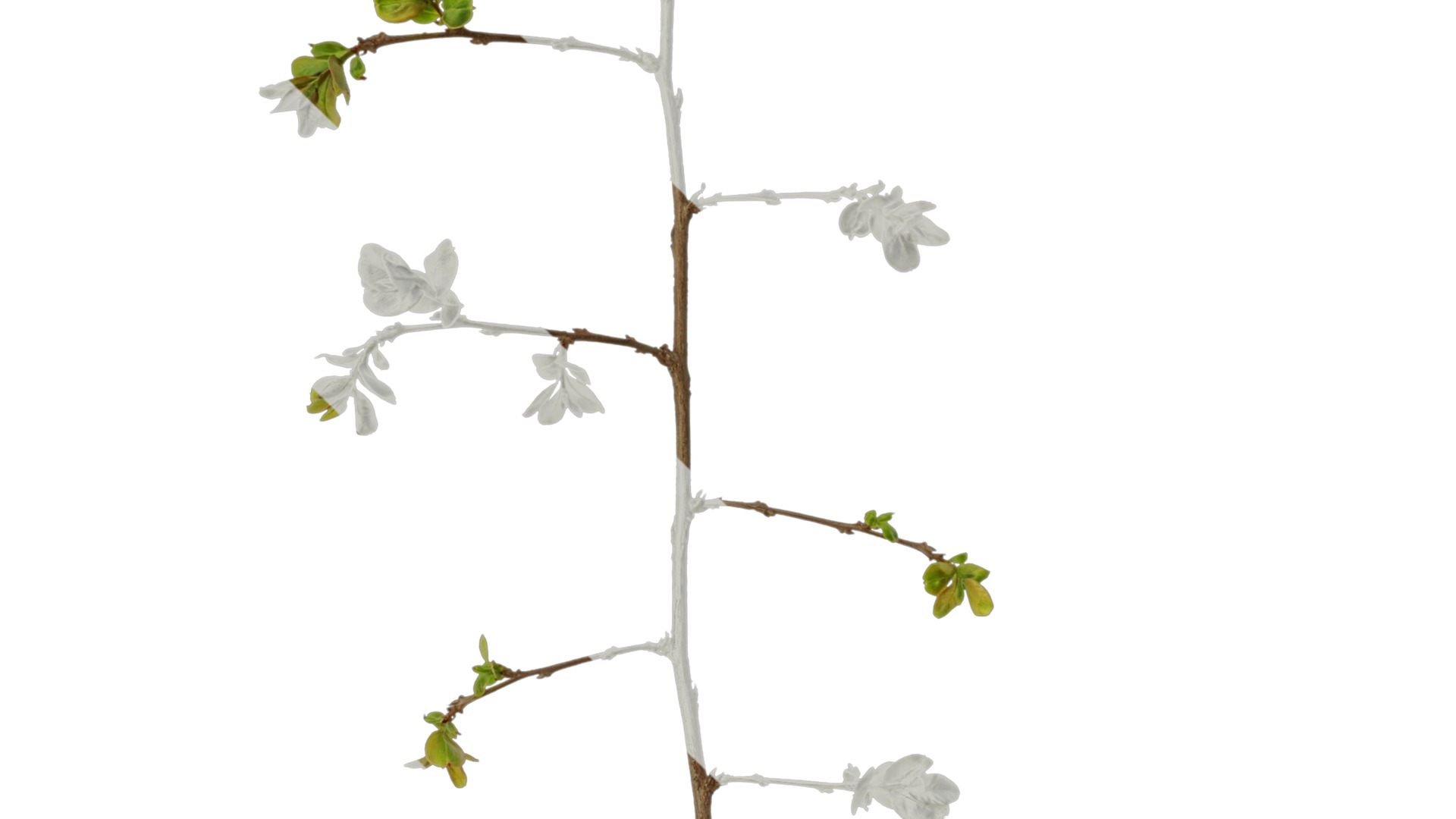 Lagerstroemia indica Low-poly 3D model_23