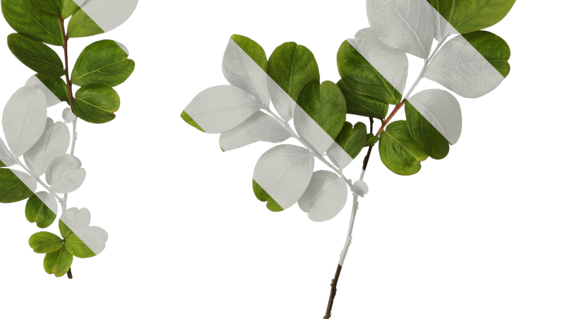 Lagerstroemia indica Low-poly 3D model_41