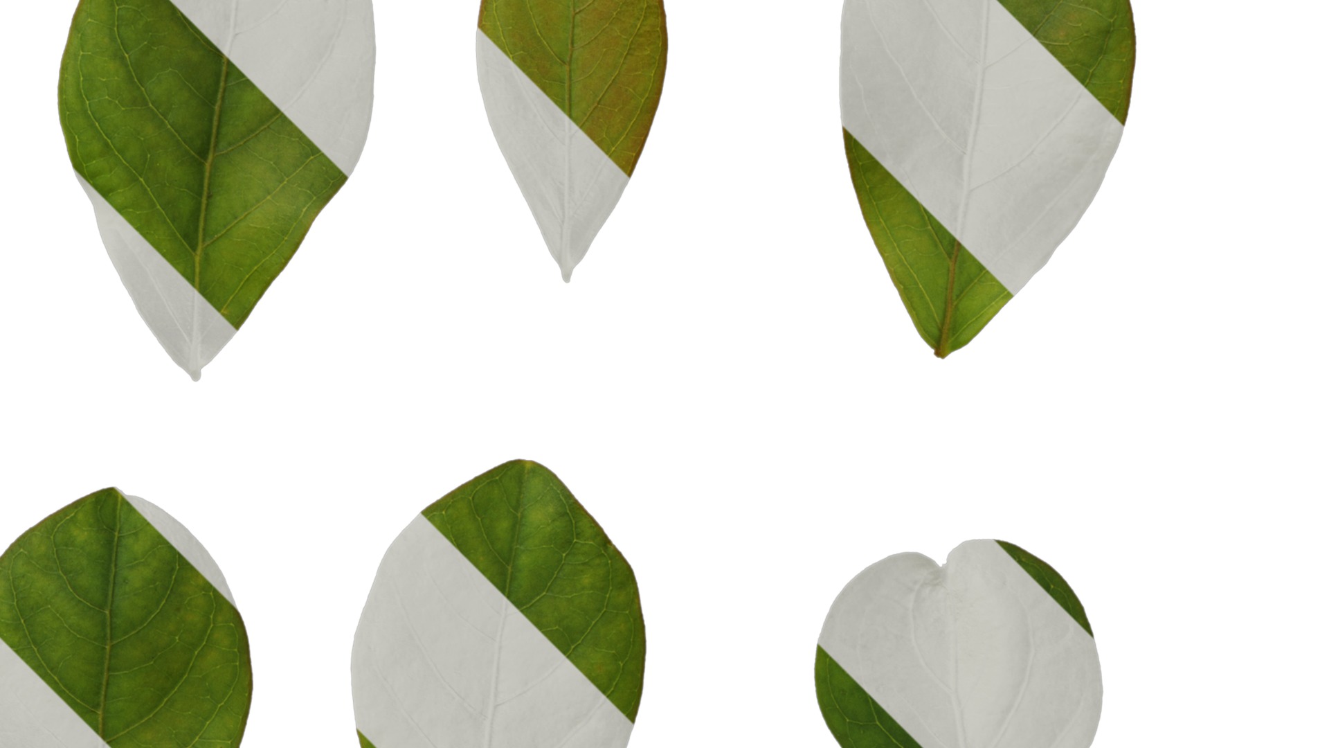 Lagerstroemia indica Low-poly 3D model_103