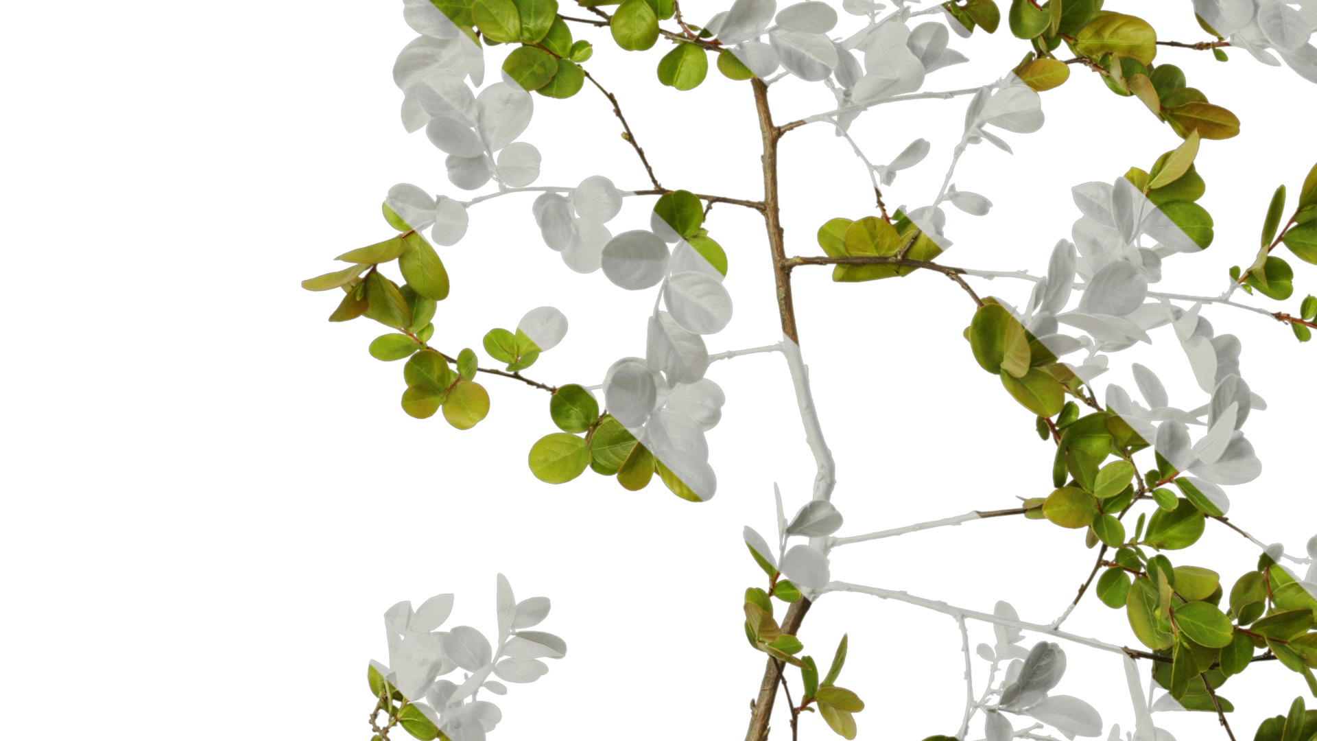 Lagerstroemia indica Low-poly 3D model_55