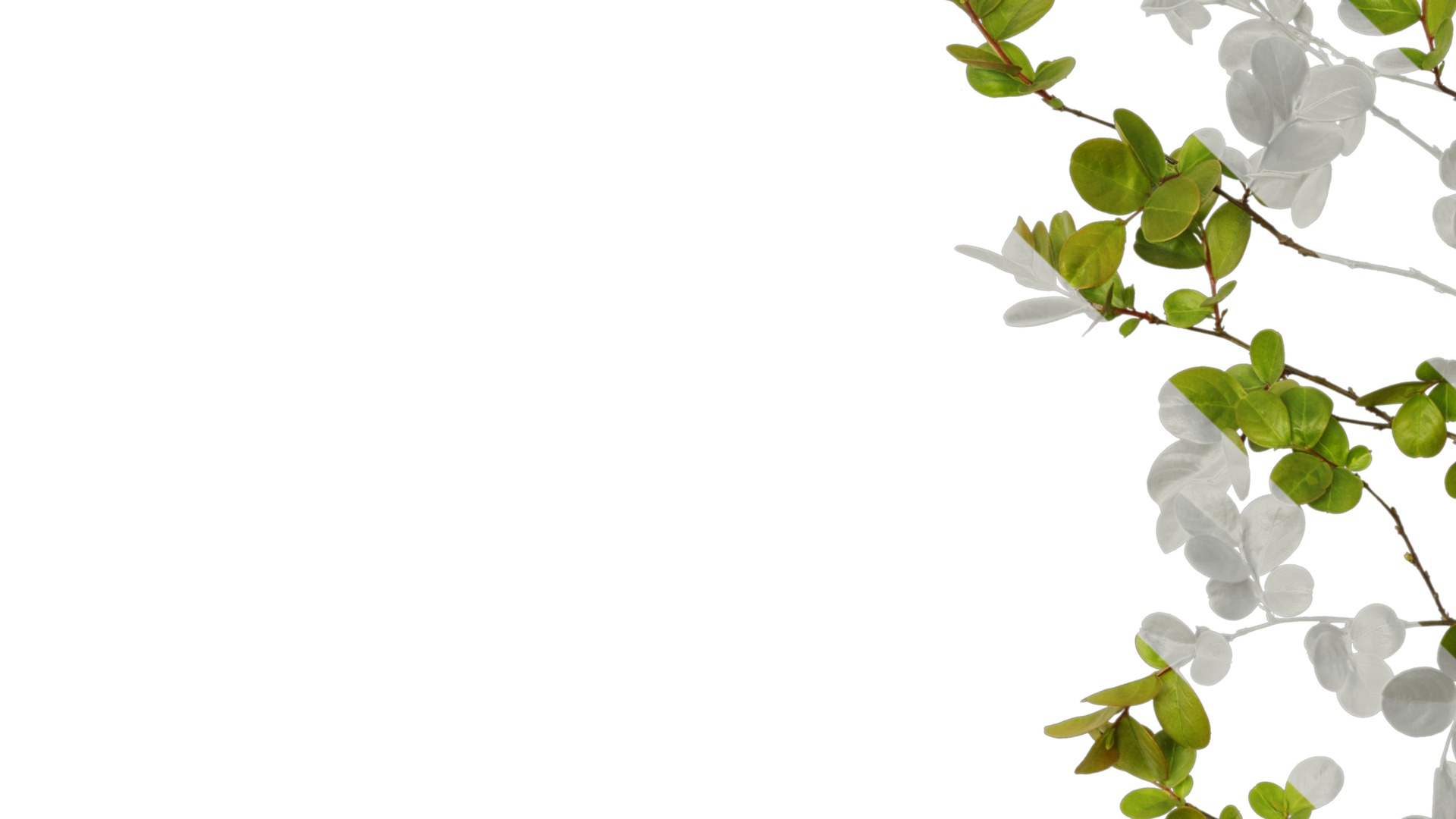 Lagerstroemia indica Low-poly 3D model_51