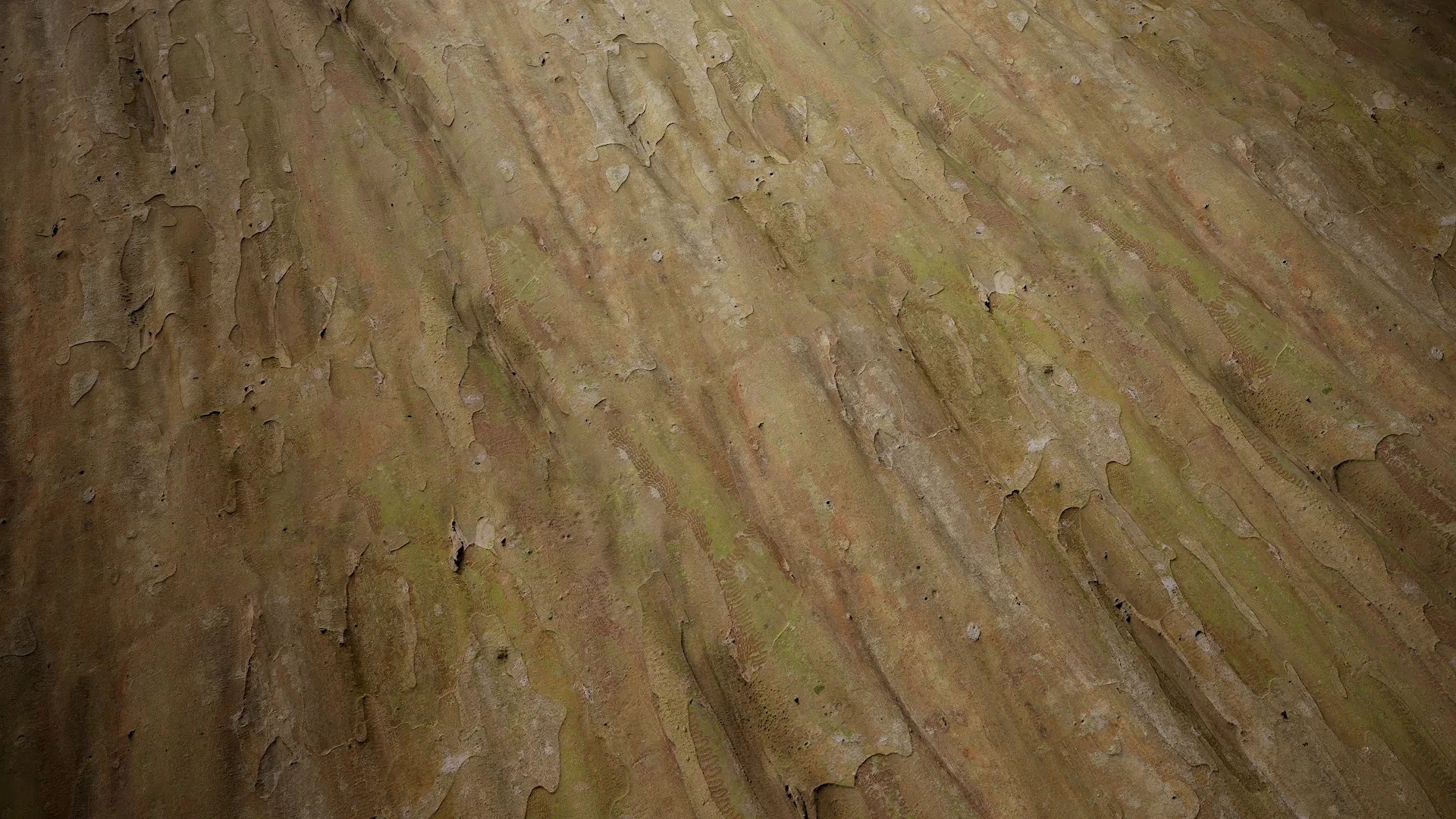 Lagerstroemia indica Low-poly 3D model_60