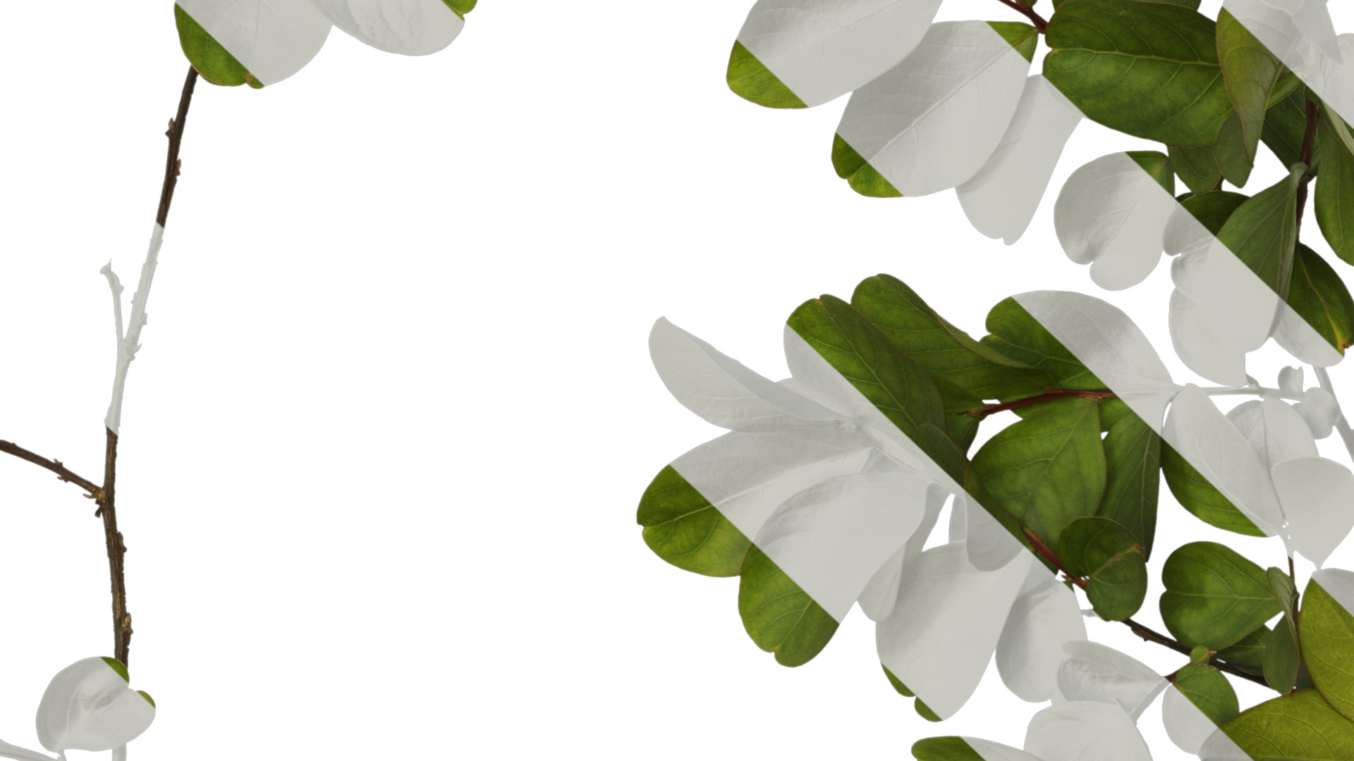 Lagerstroemia indica Low-poly 3D model_37