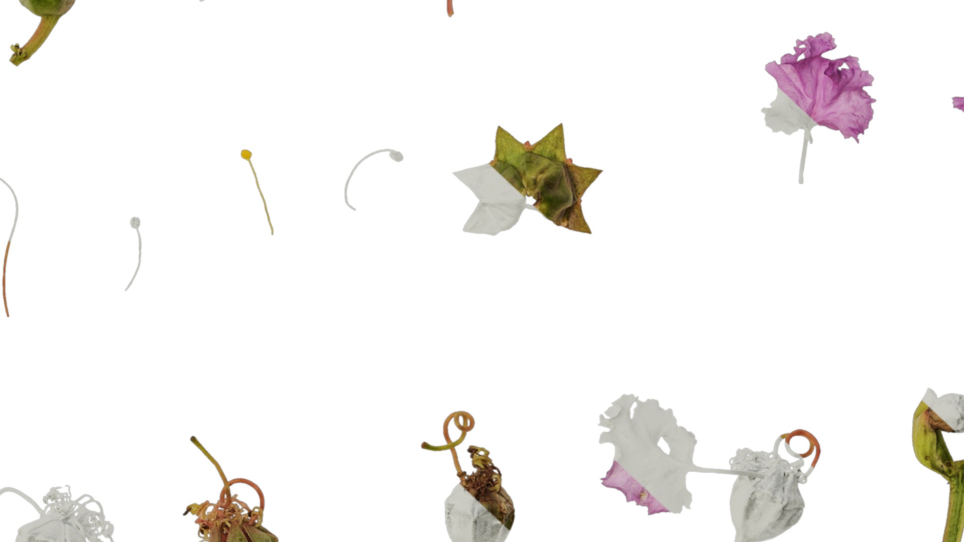 Lagerstroemia indica Low-poly 3D model_79