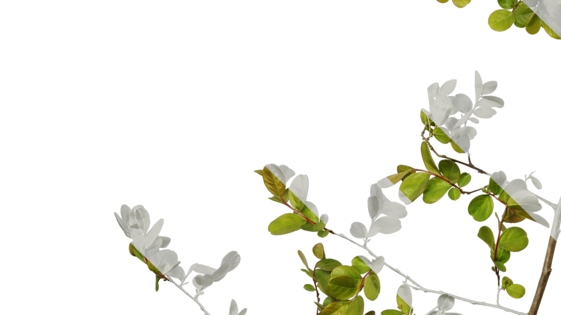 Lagerstroemia indica Low-poly 3D model_53