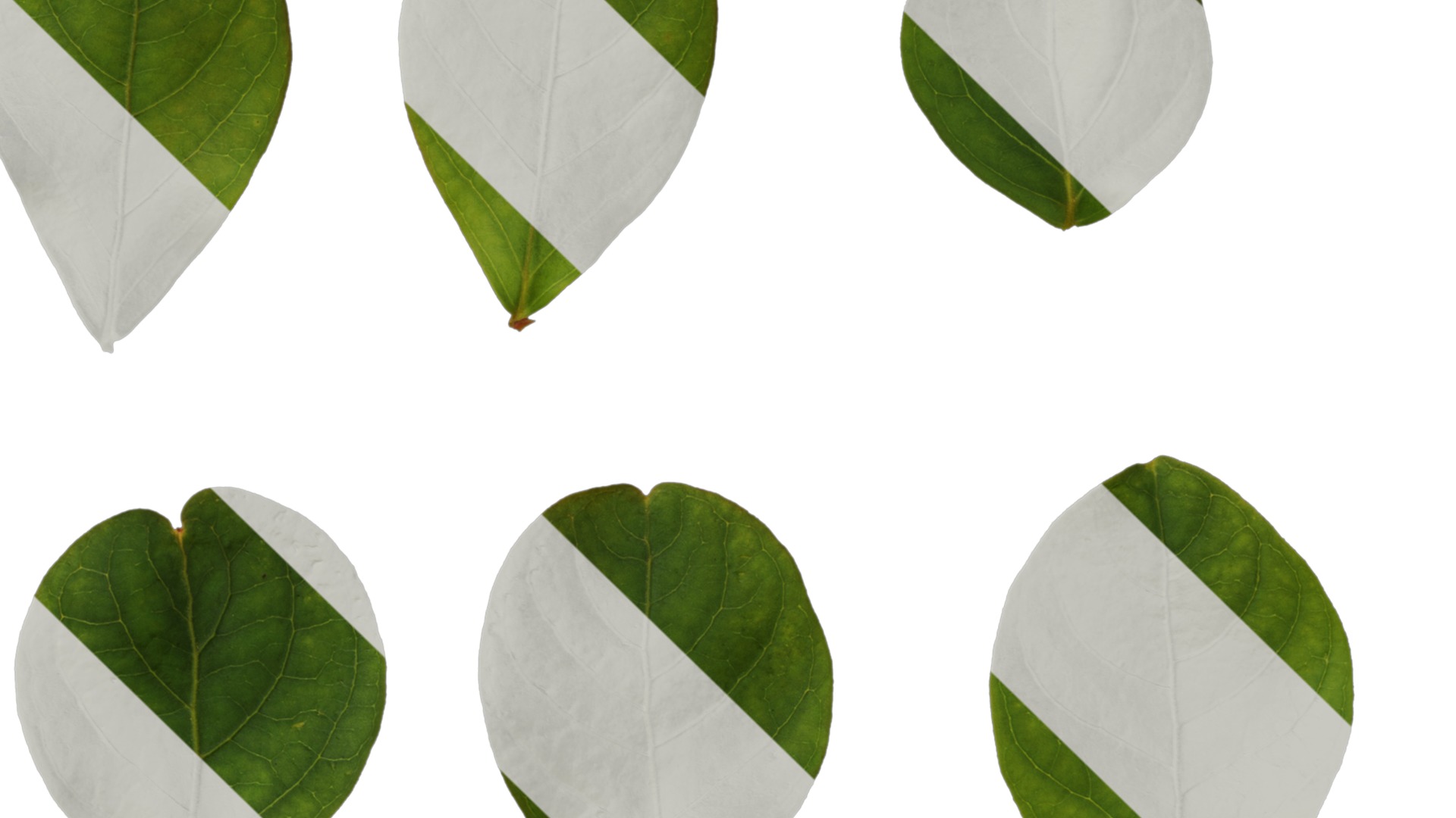 Lagerstroemia indica Low-poly 3D model_105